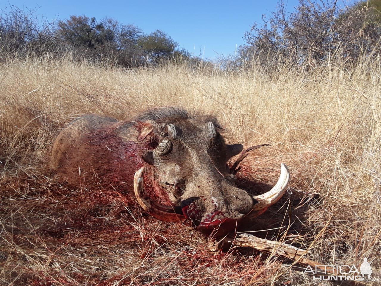 Warthog Hunting South Africa