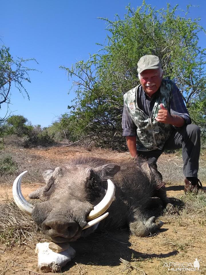 Warthog Hunting South Africa