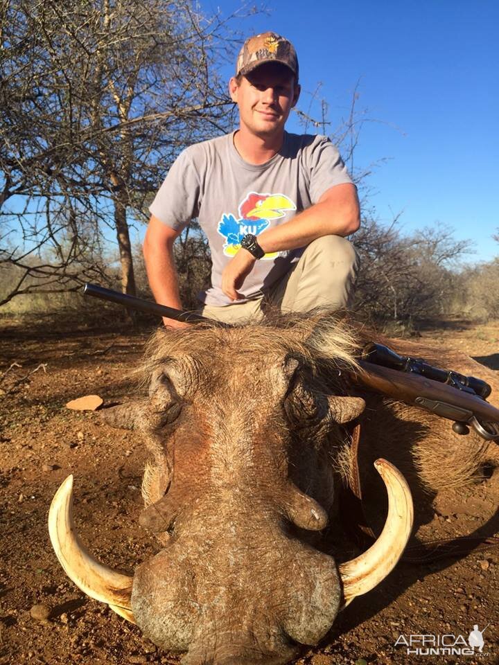 Warthog Hunting South Africa