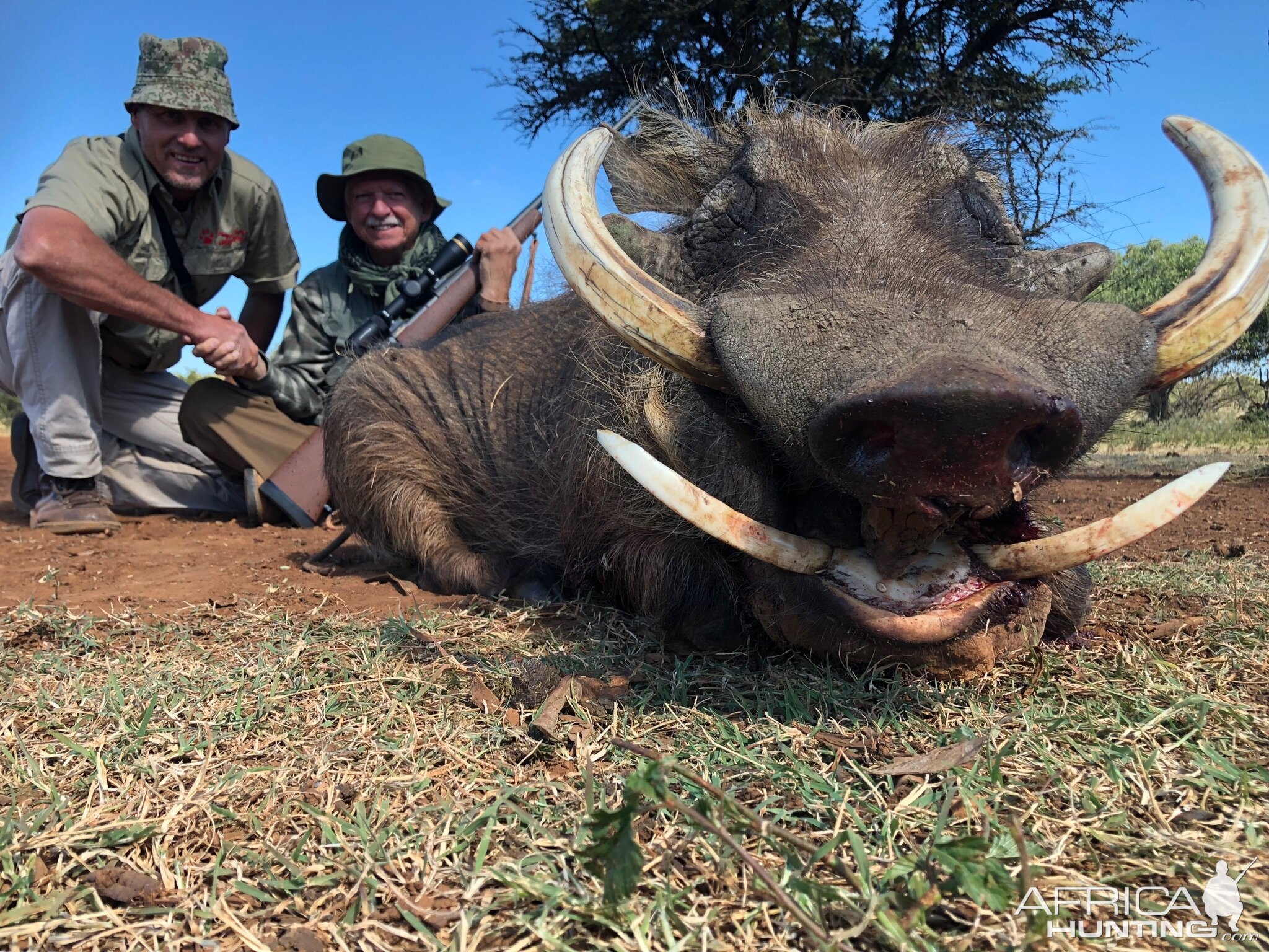 Warthog Hunting South Africa