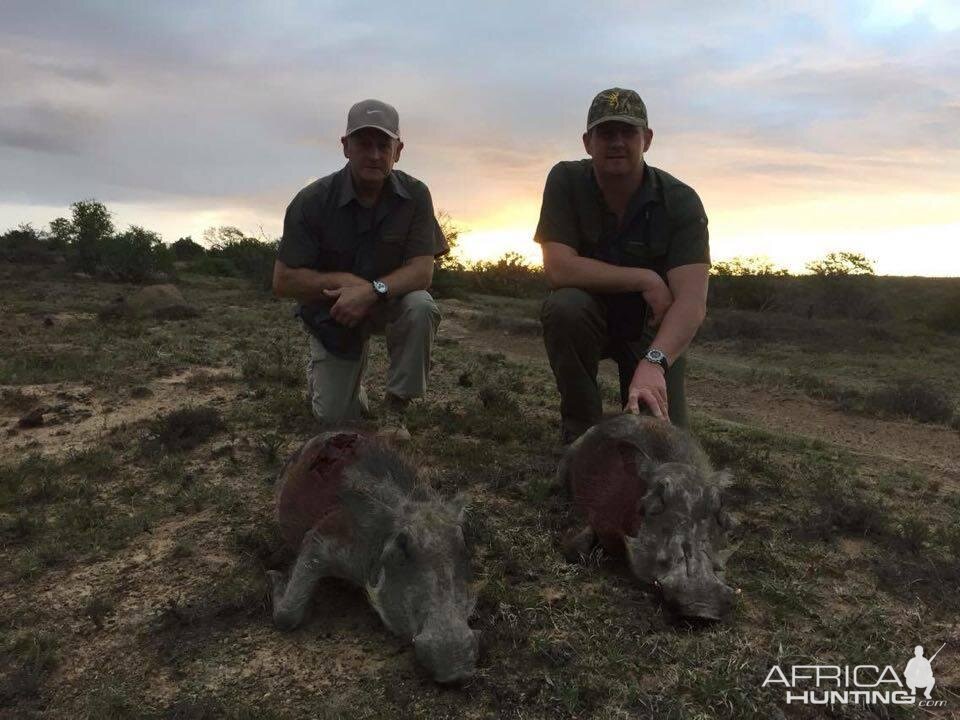 Warthog Hunting South Africa