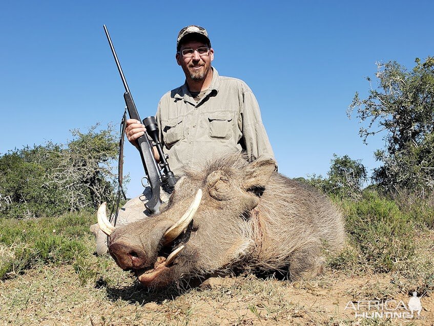 Warthog Hunting South Africa