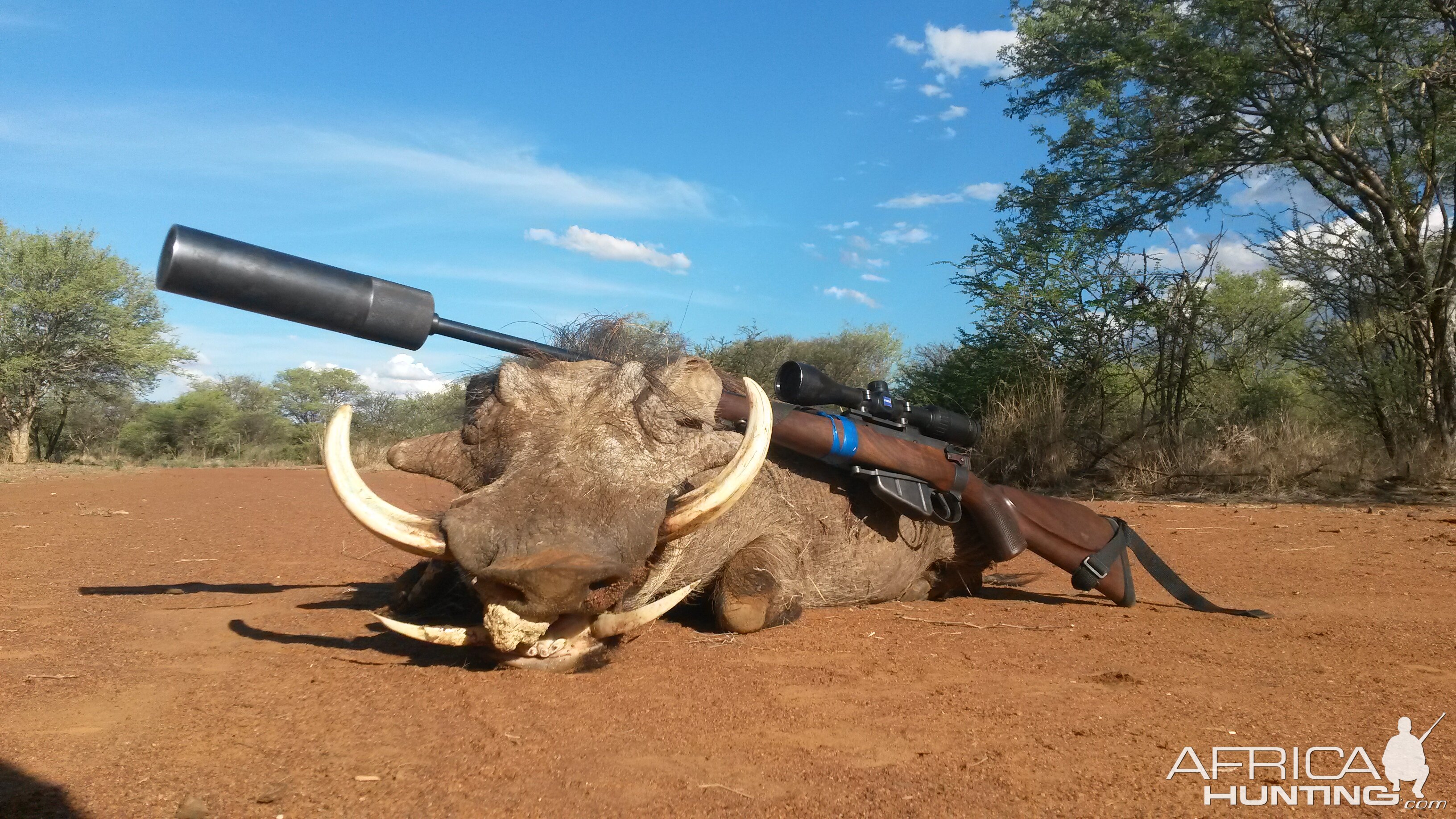 Warthog Hunting South Africa