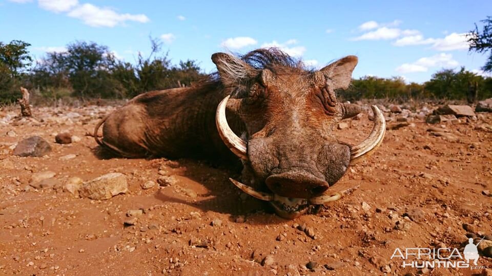 Warthog Hunting South Africa