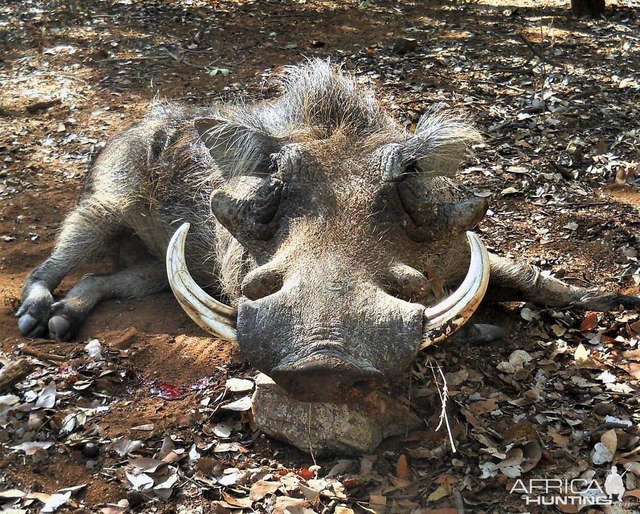 Warthog Hunting South Africa