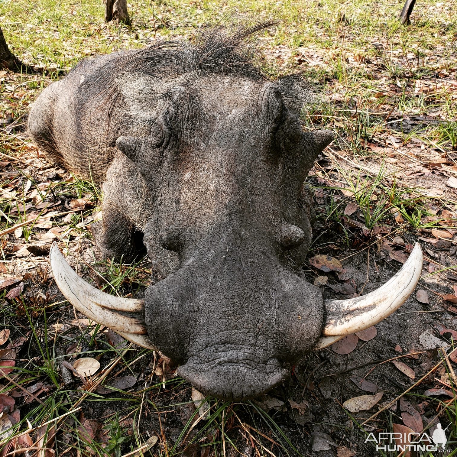 Warthog Hunting Tanzania