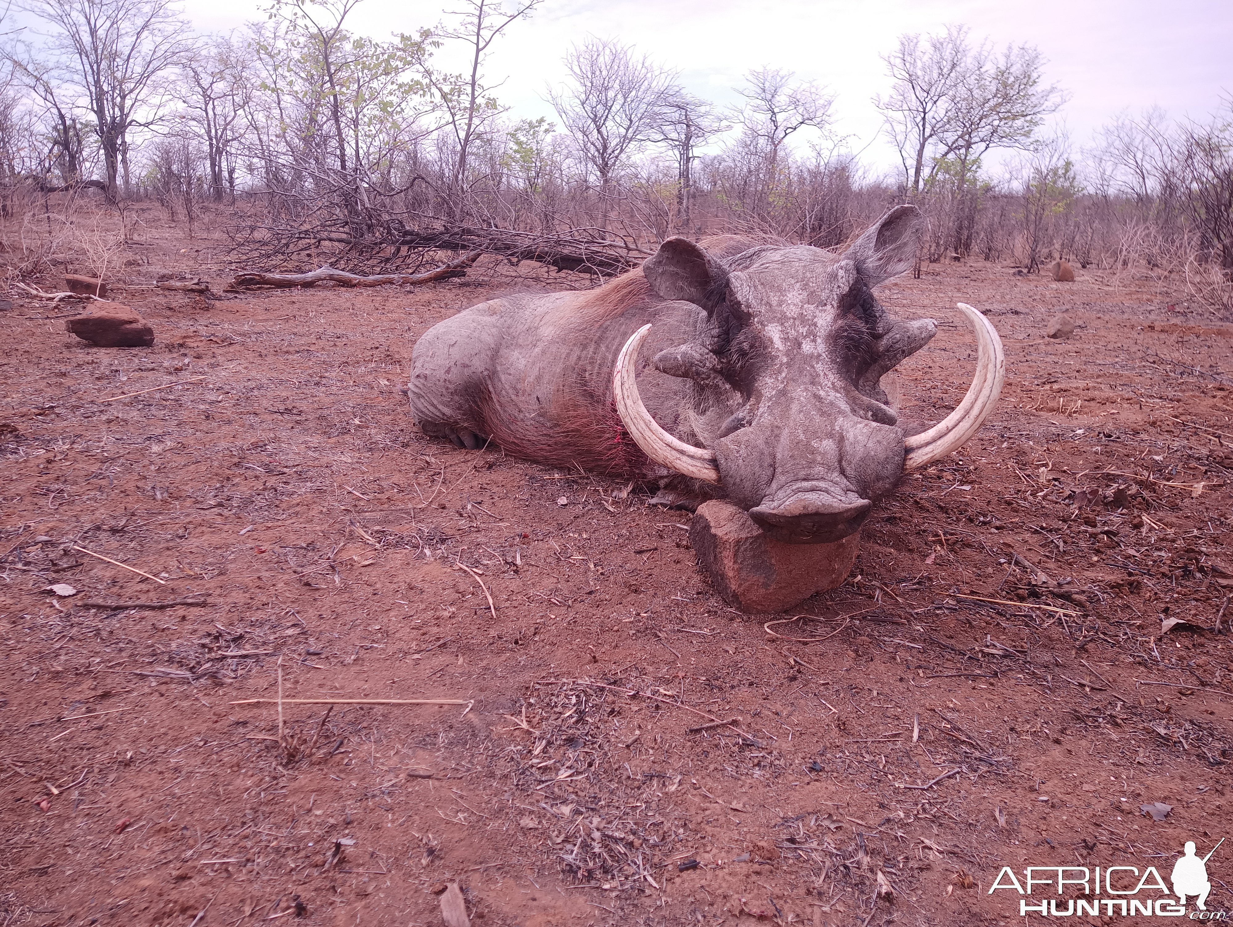 Warthog Hunting Zimbabwe