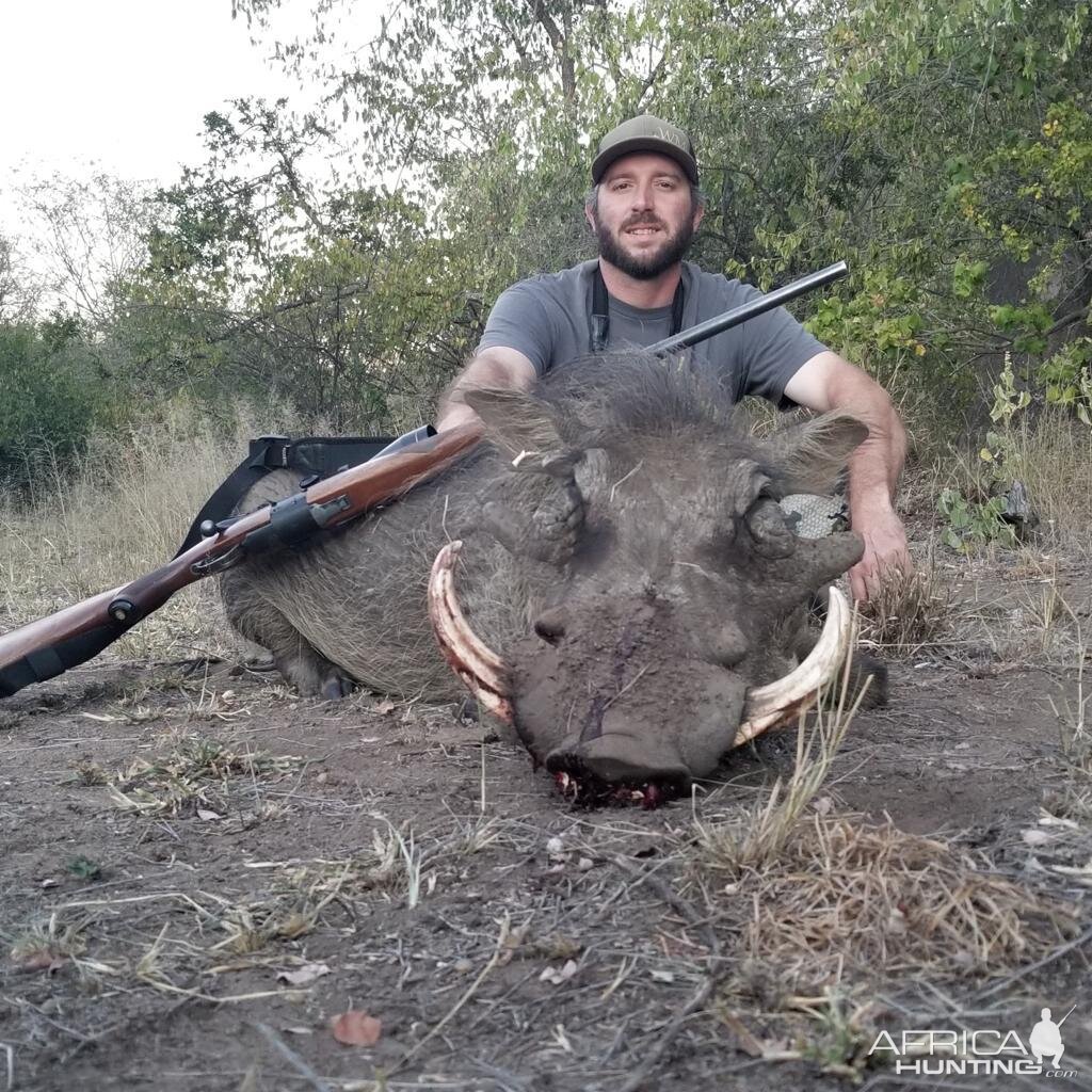 Warthog Hunting Zimbabwe