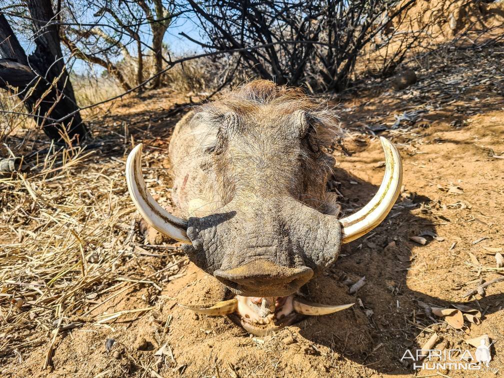 Warthog Hunting