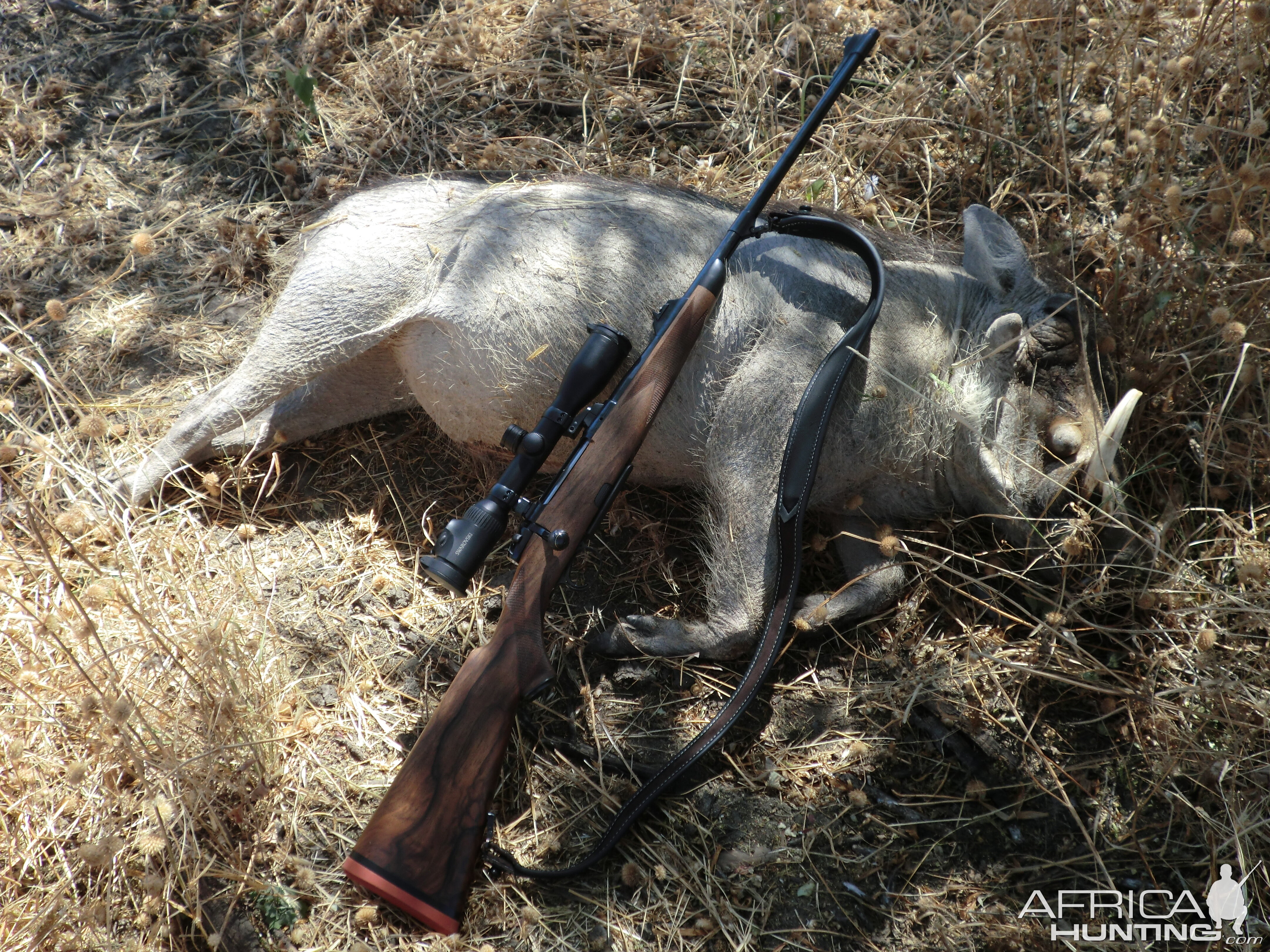 Warthog Hunting