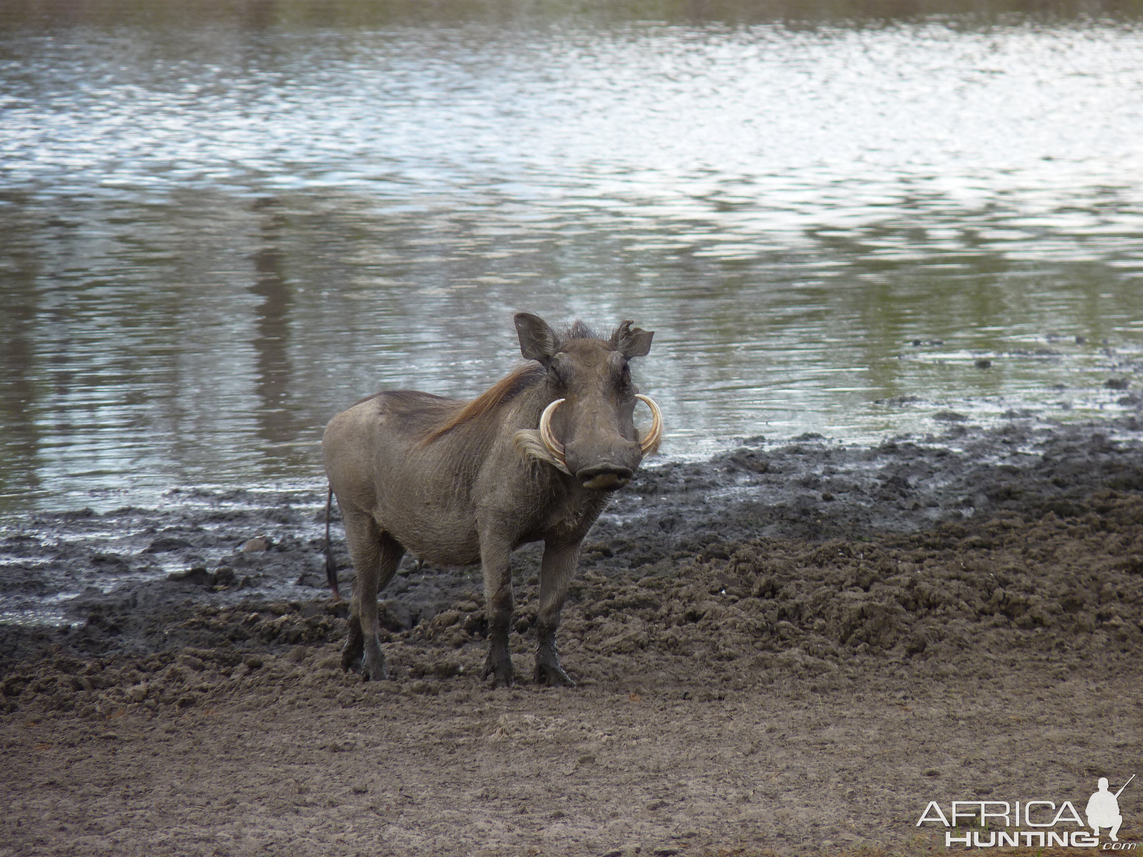 Warthog in Tanzania