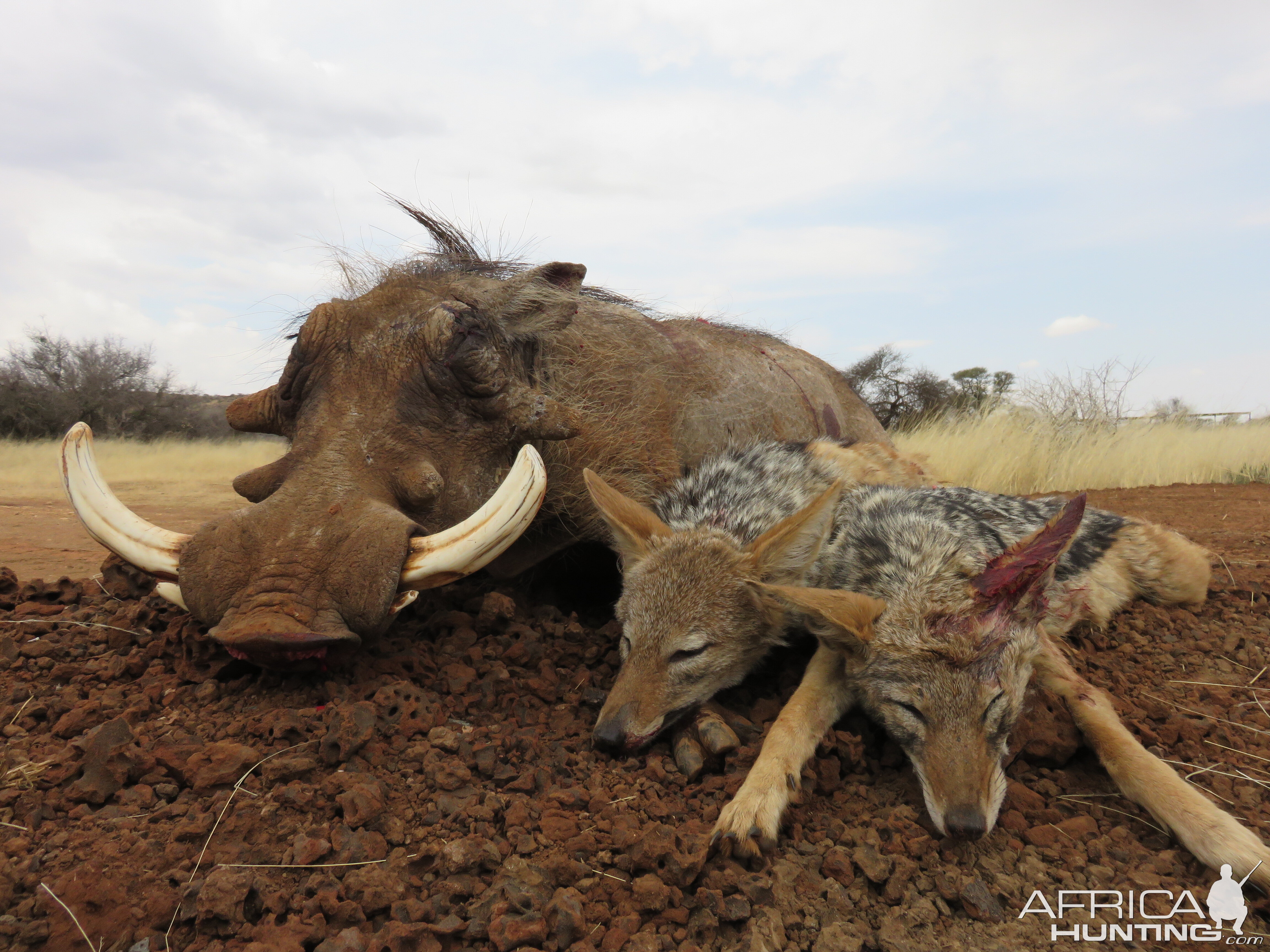 Warthog & Jackall South Africa Hunt