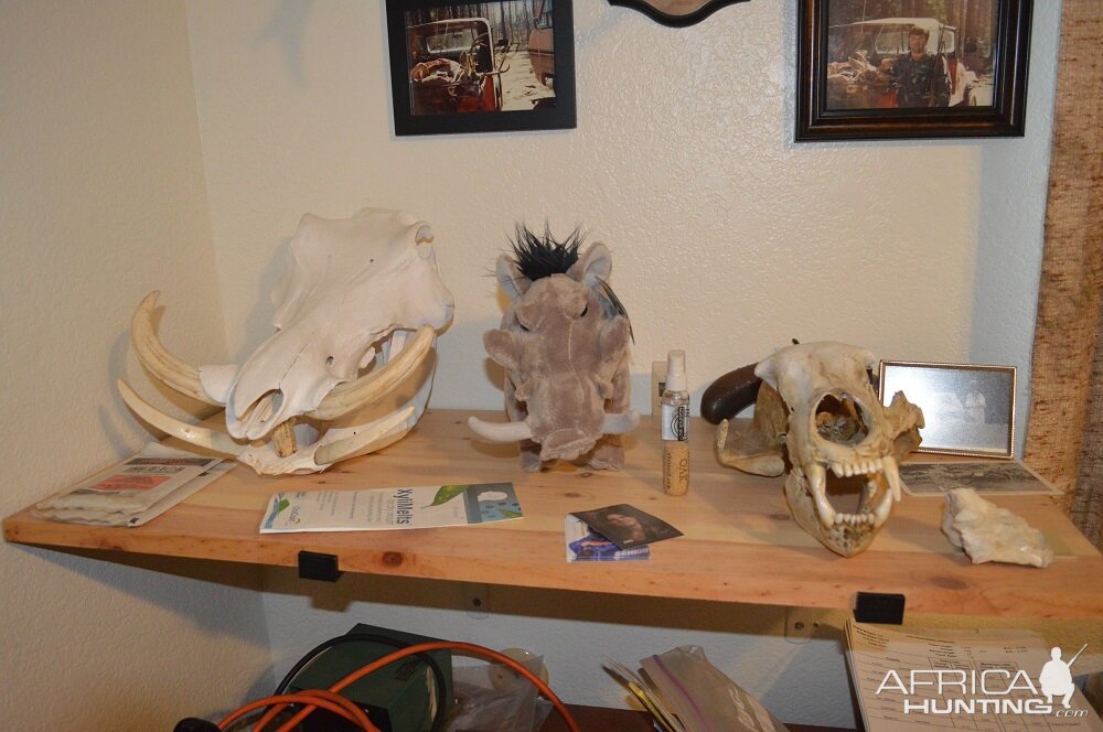 Warthog & Leopard Skull