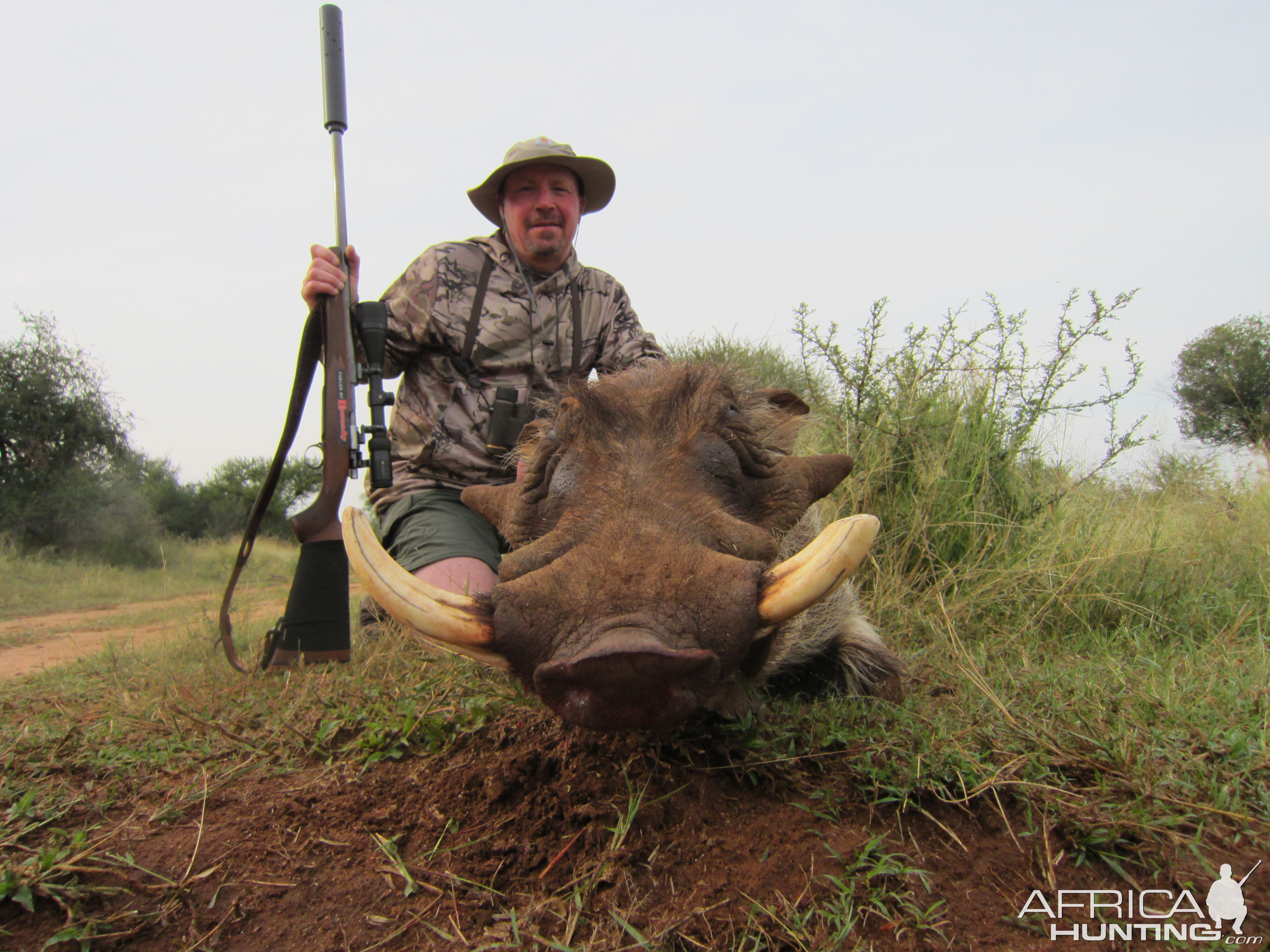 Warthog Limpopo