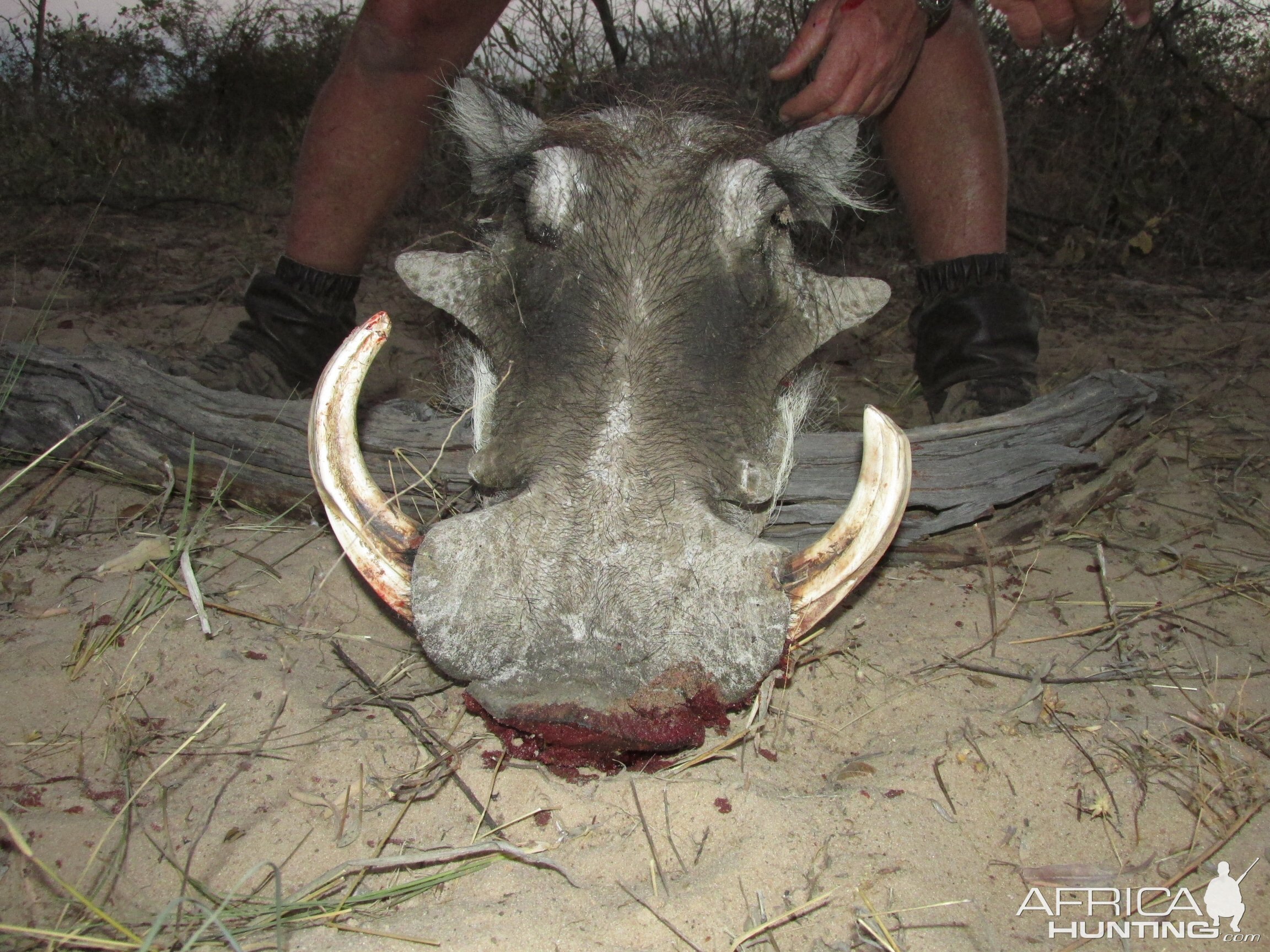 Warthog Nambia Hunt