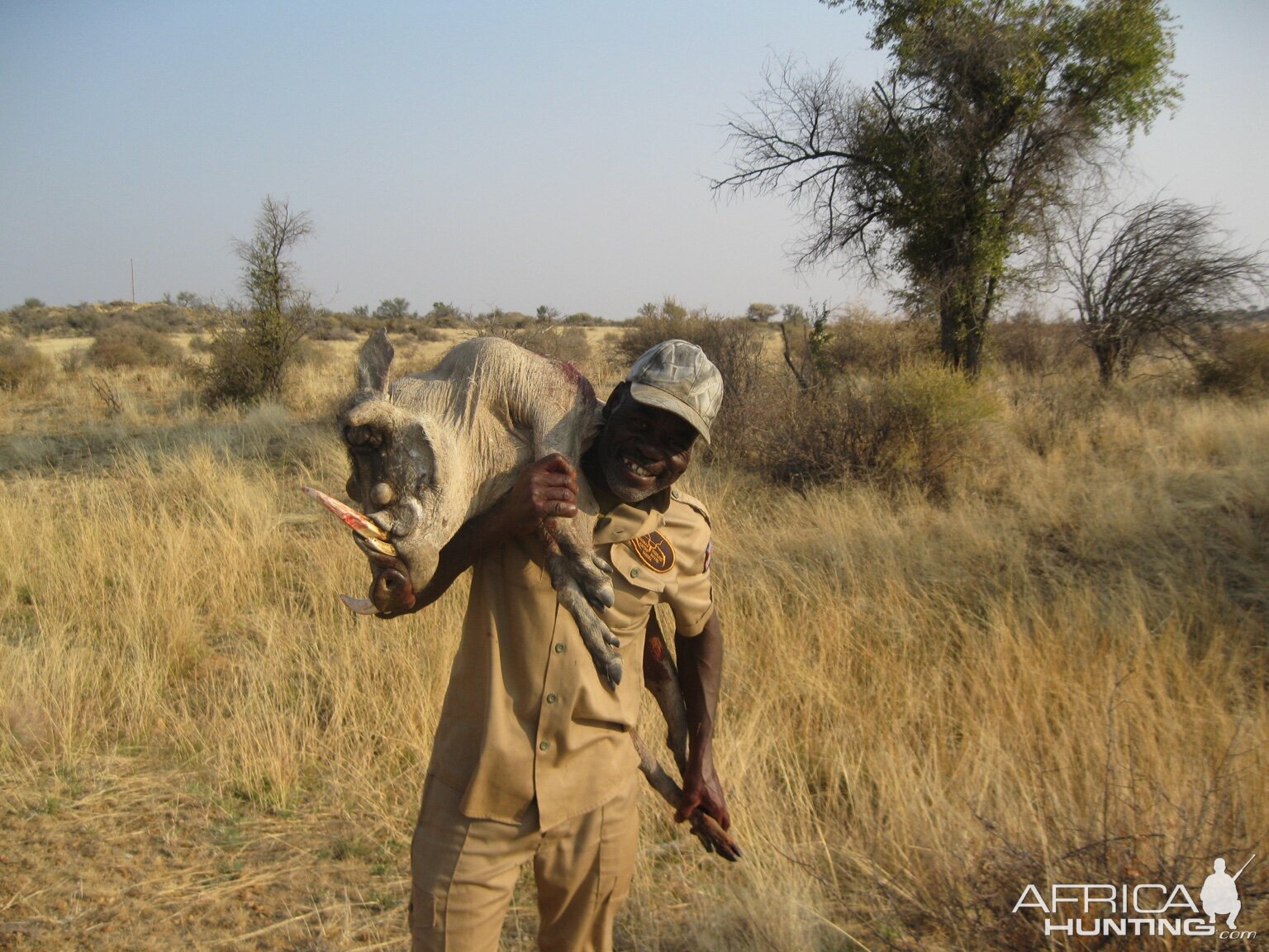 Warthog Namibia Hunt