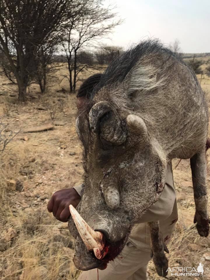 Warthog Namibia Hunting