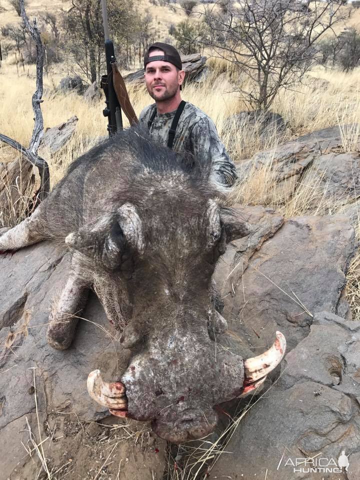 Warthog Namibia Hunting