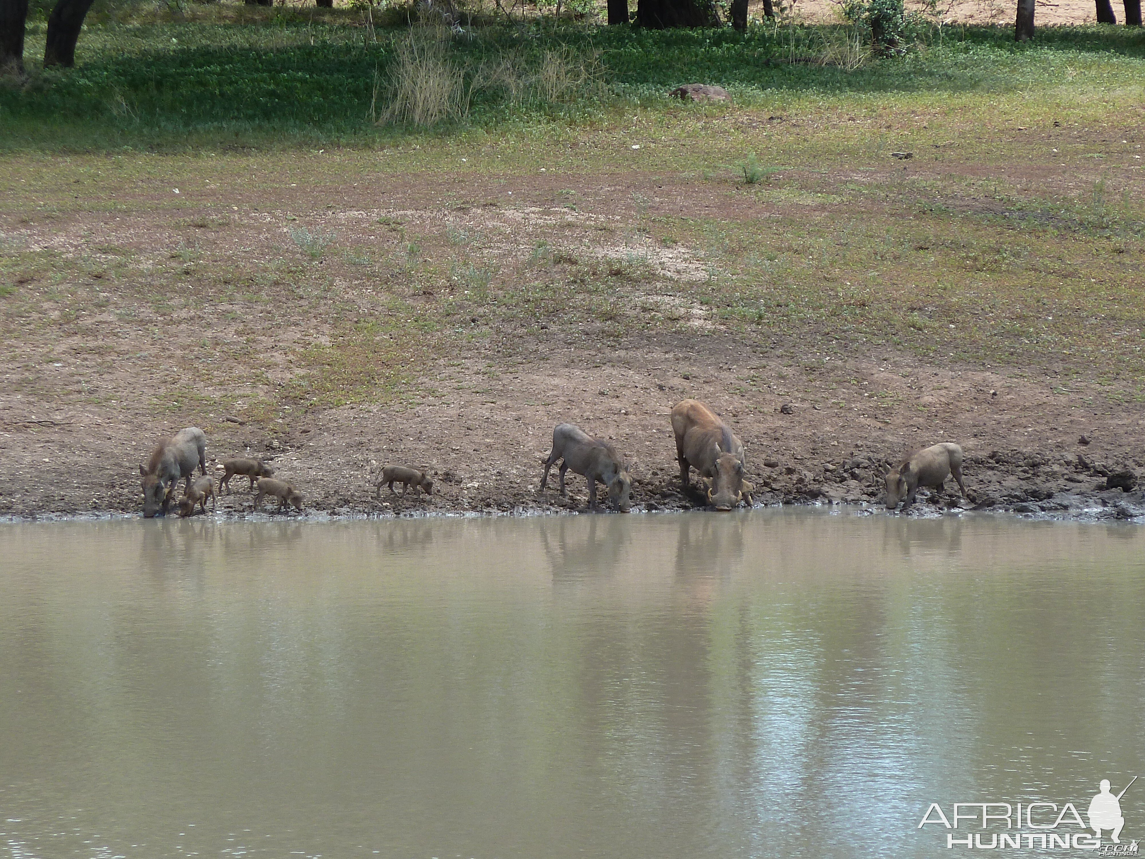 Warthog Namibia