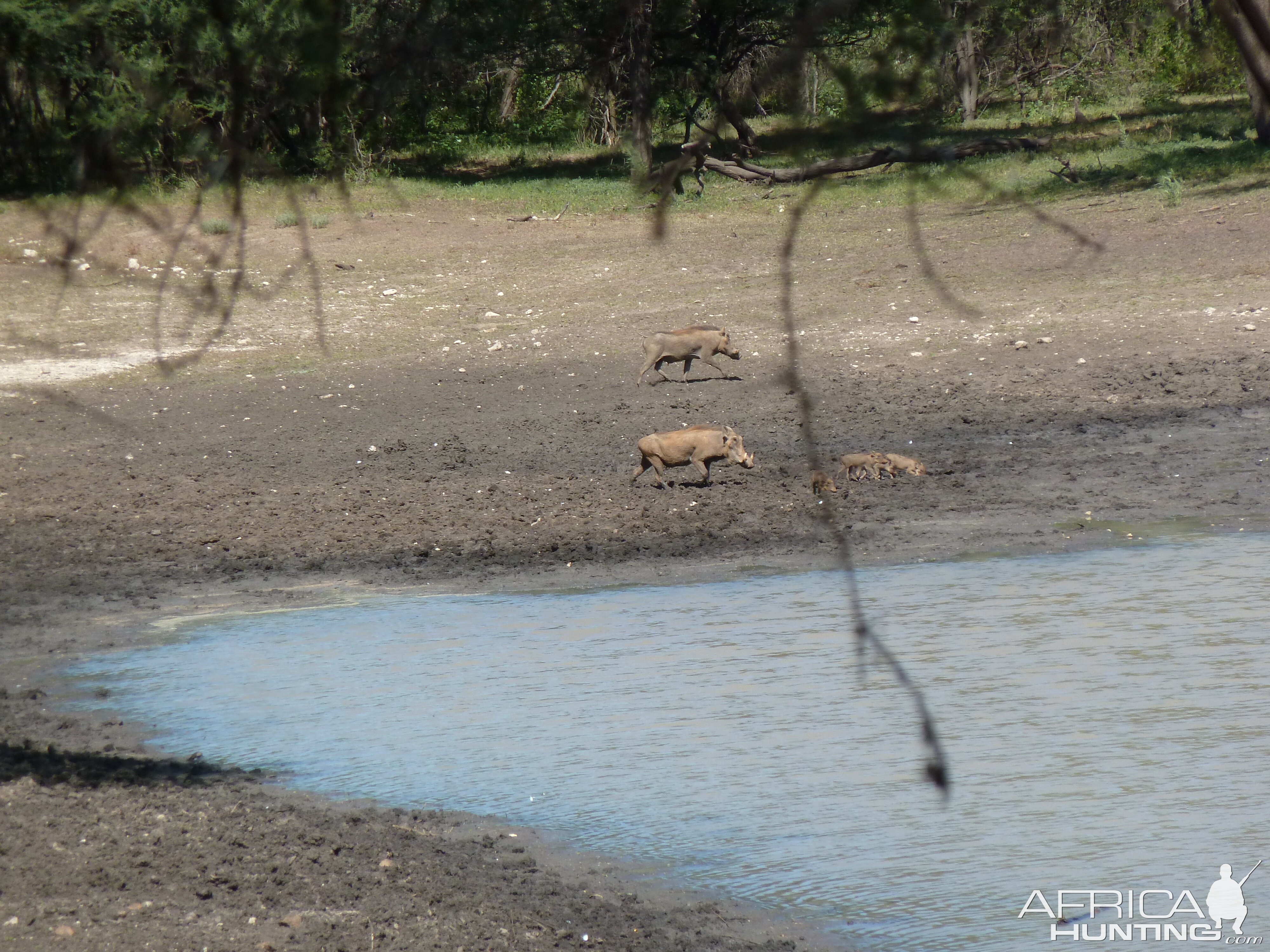 Warthog Namibia