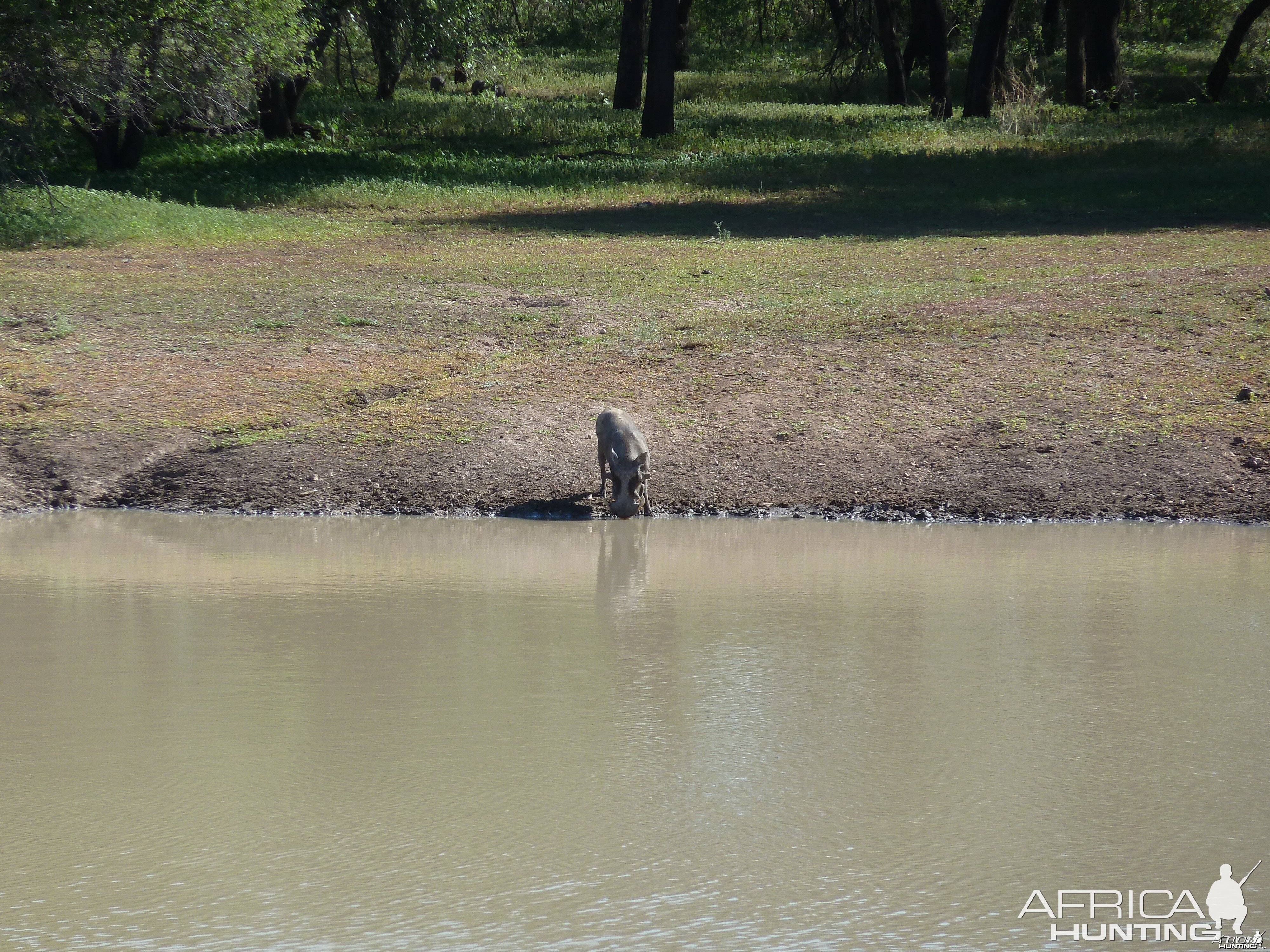 Warthog Namibia