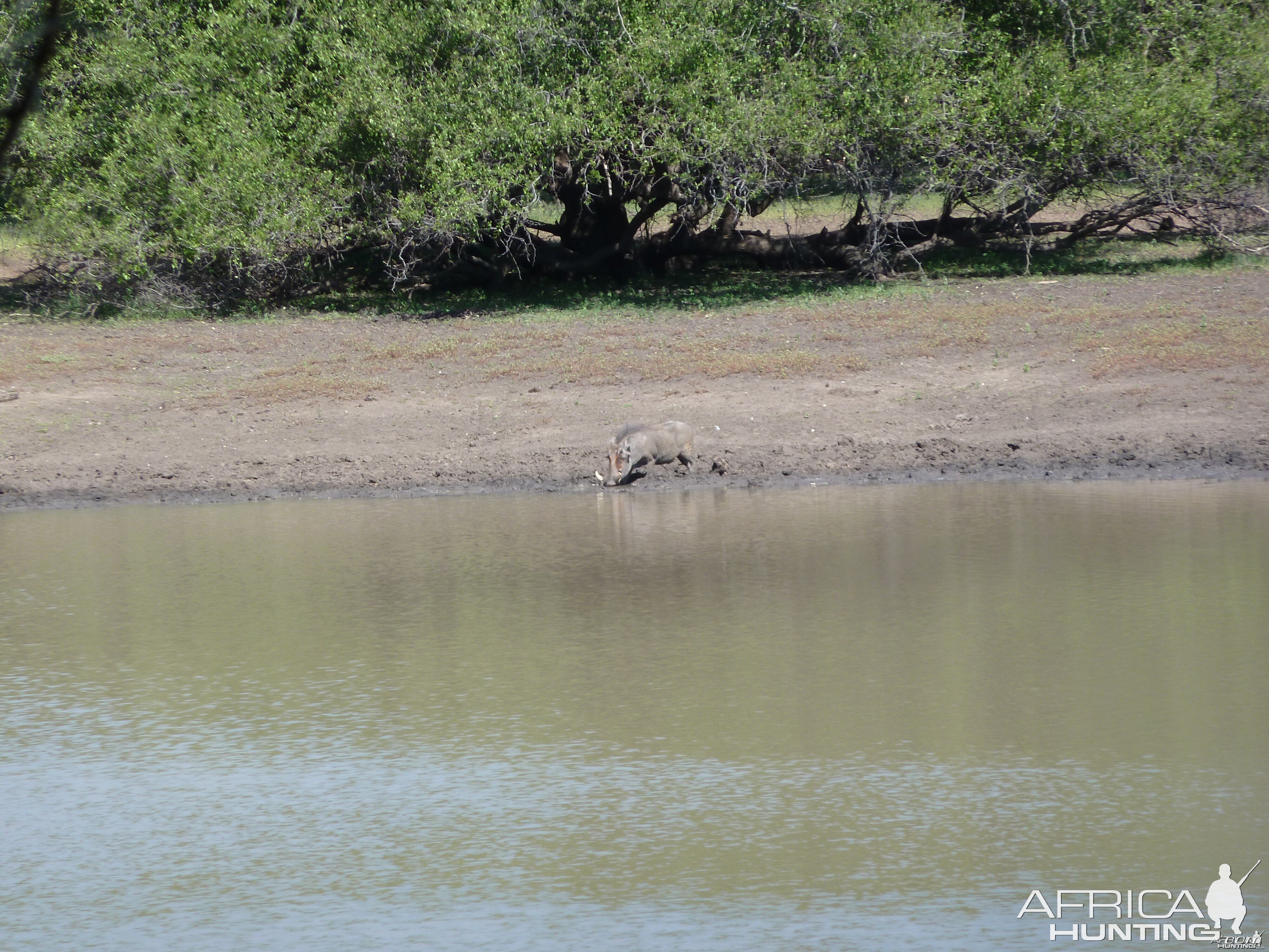 Warthog Namibia