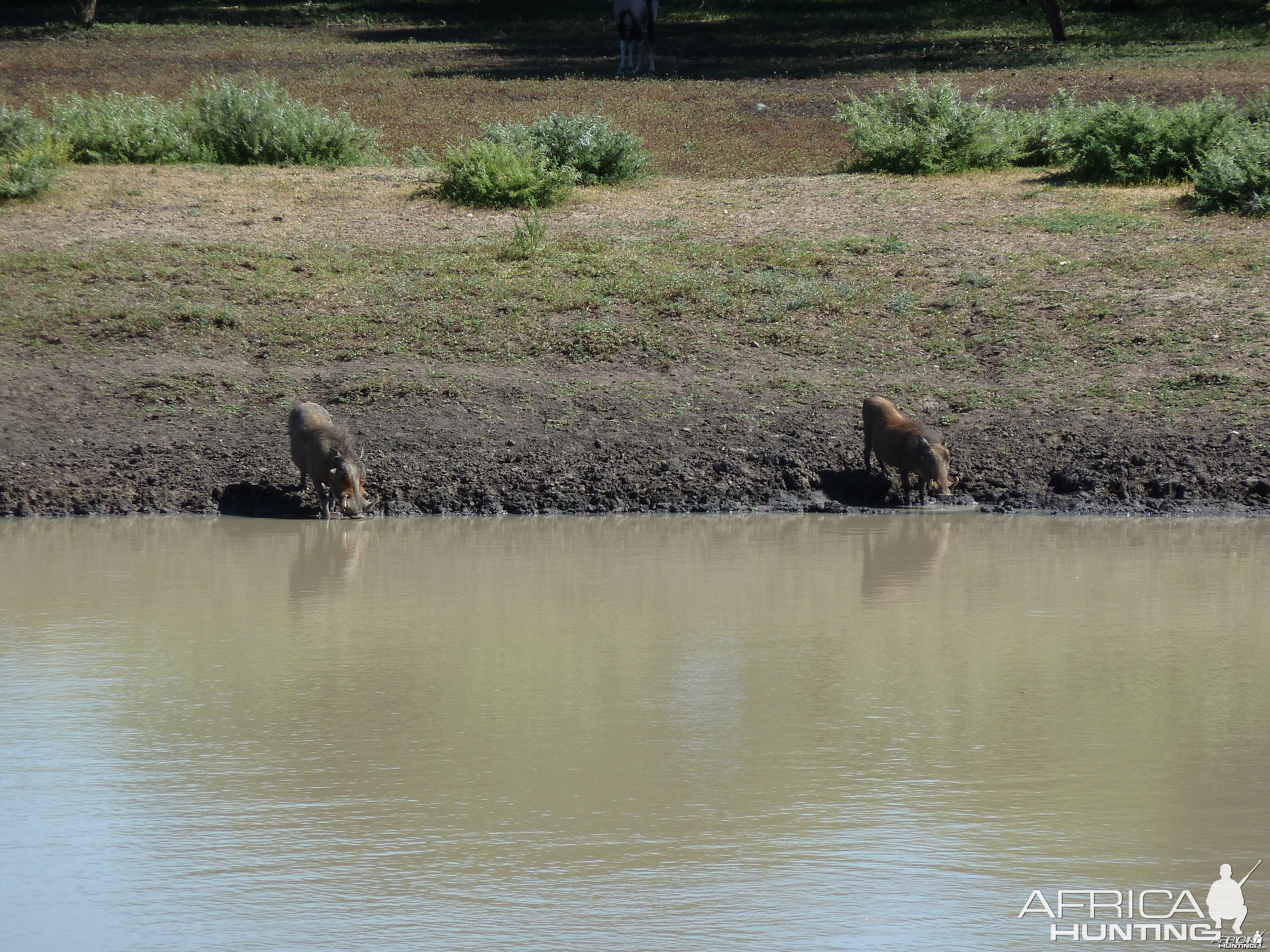 Warthog Namibia