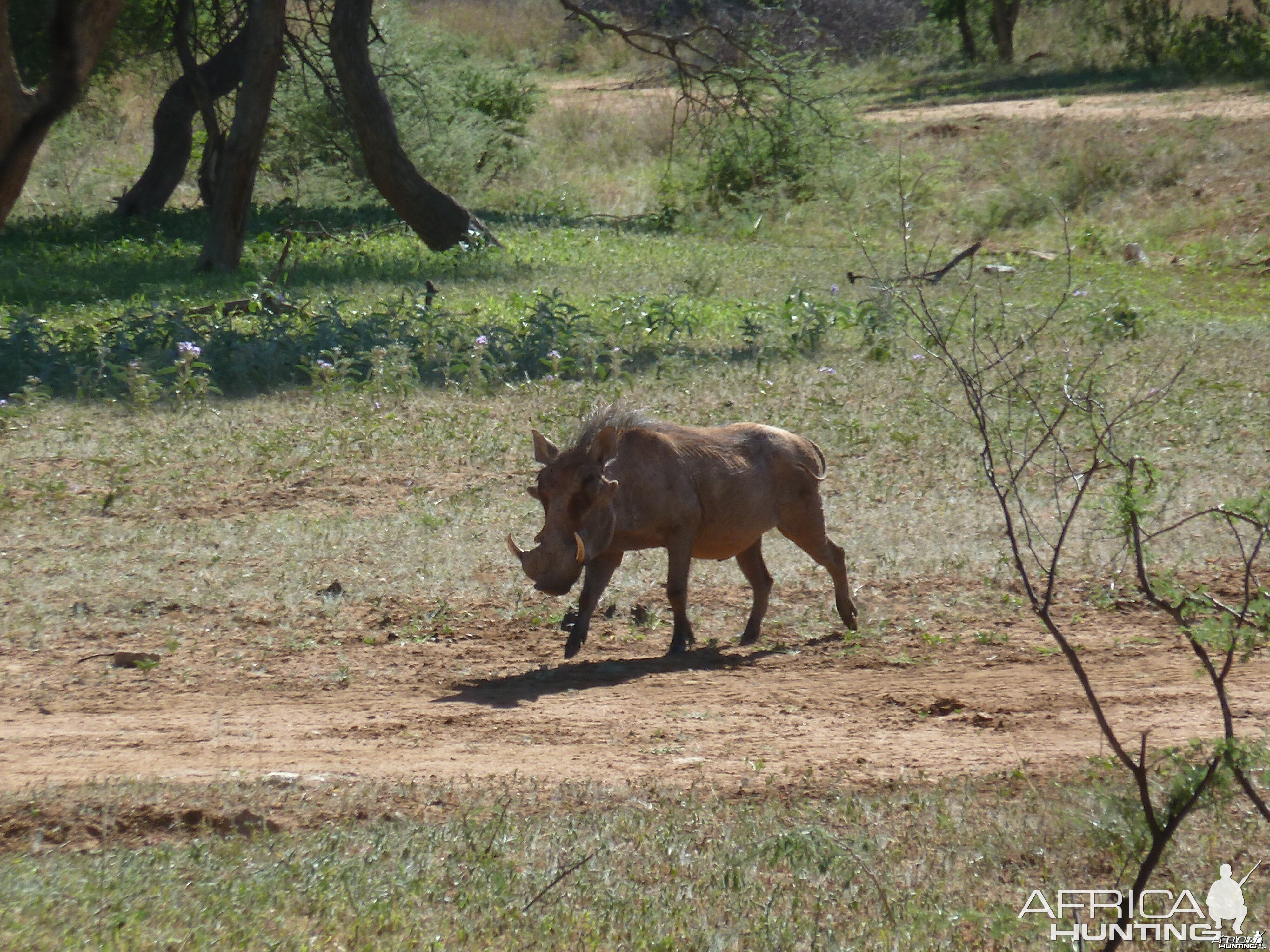 Warthog Namibia