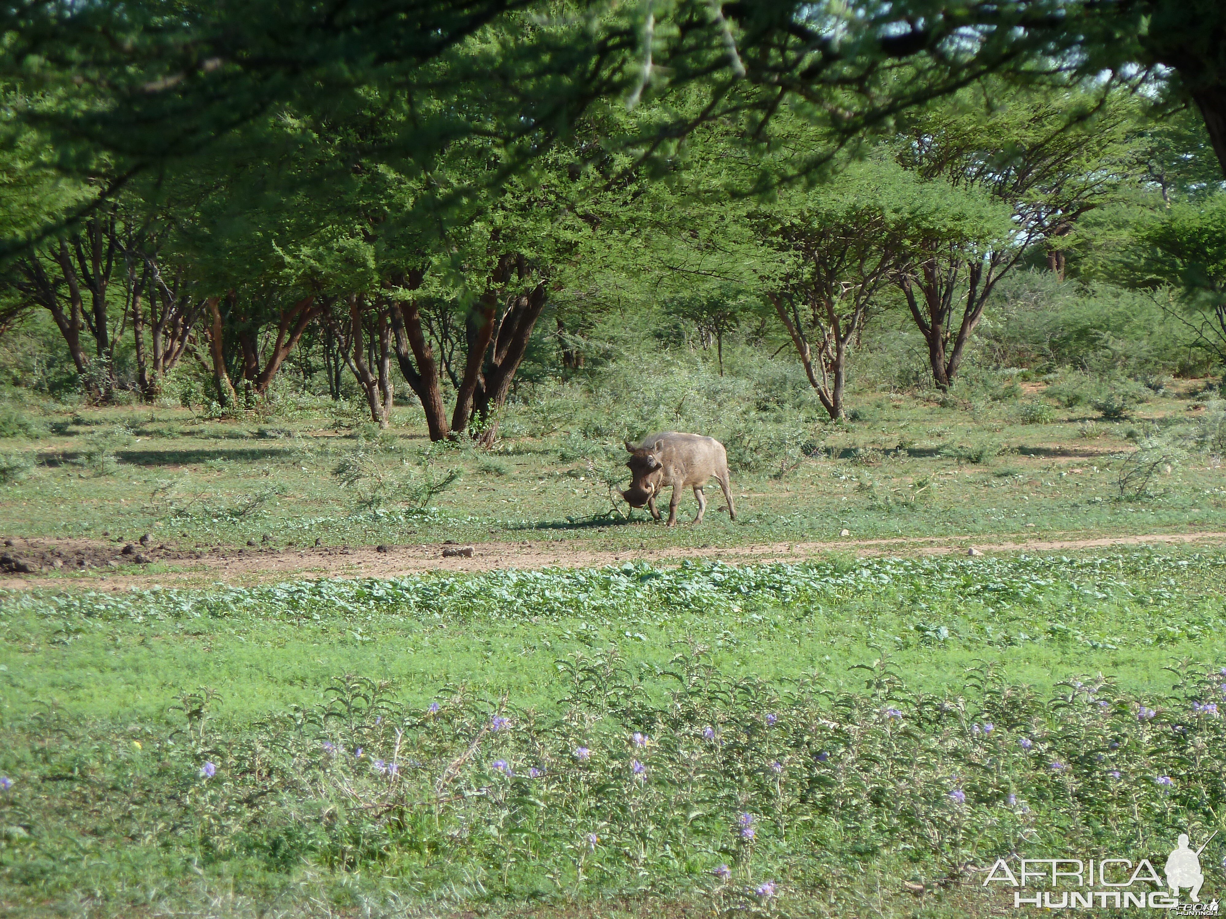 Warthog Namibia