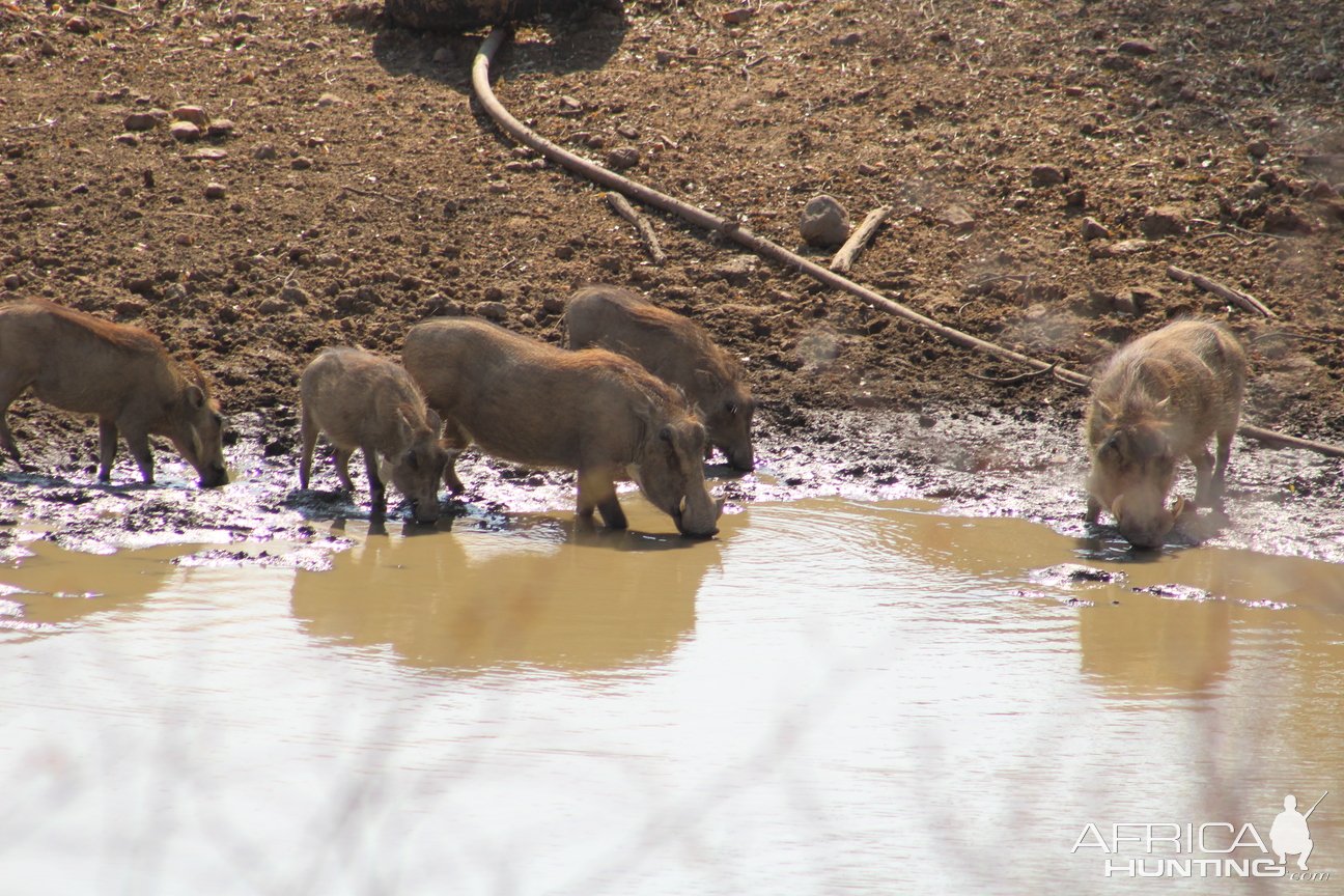 Warthog Namibia