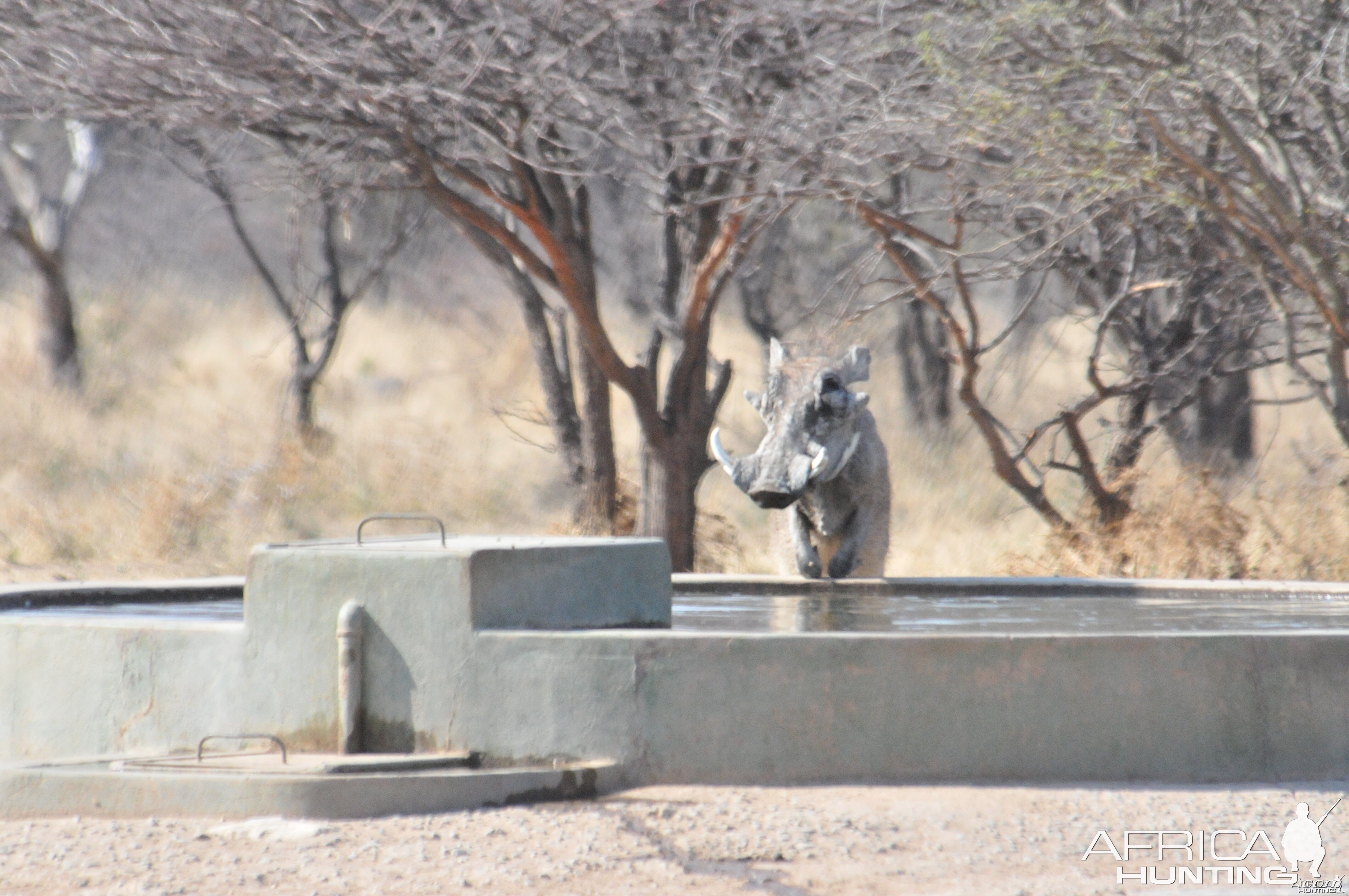 Warthog Namibia