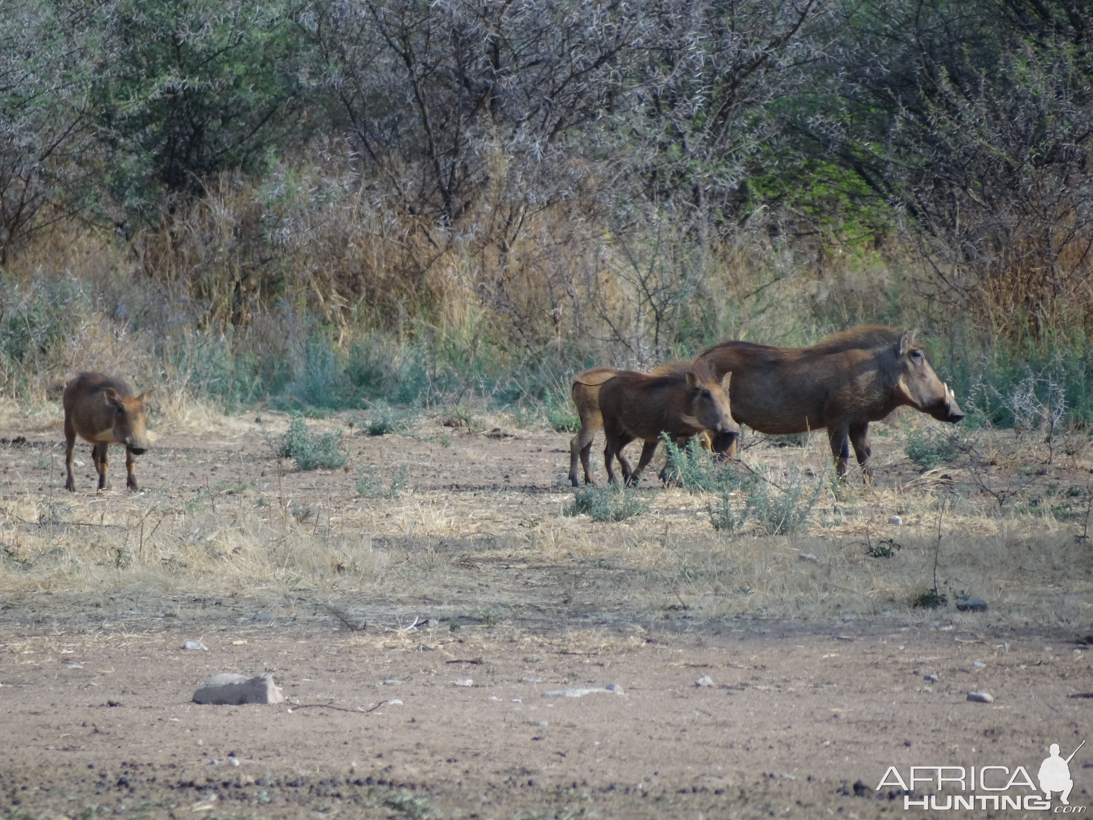 Warthog Namibia