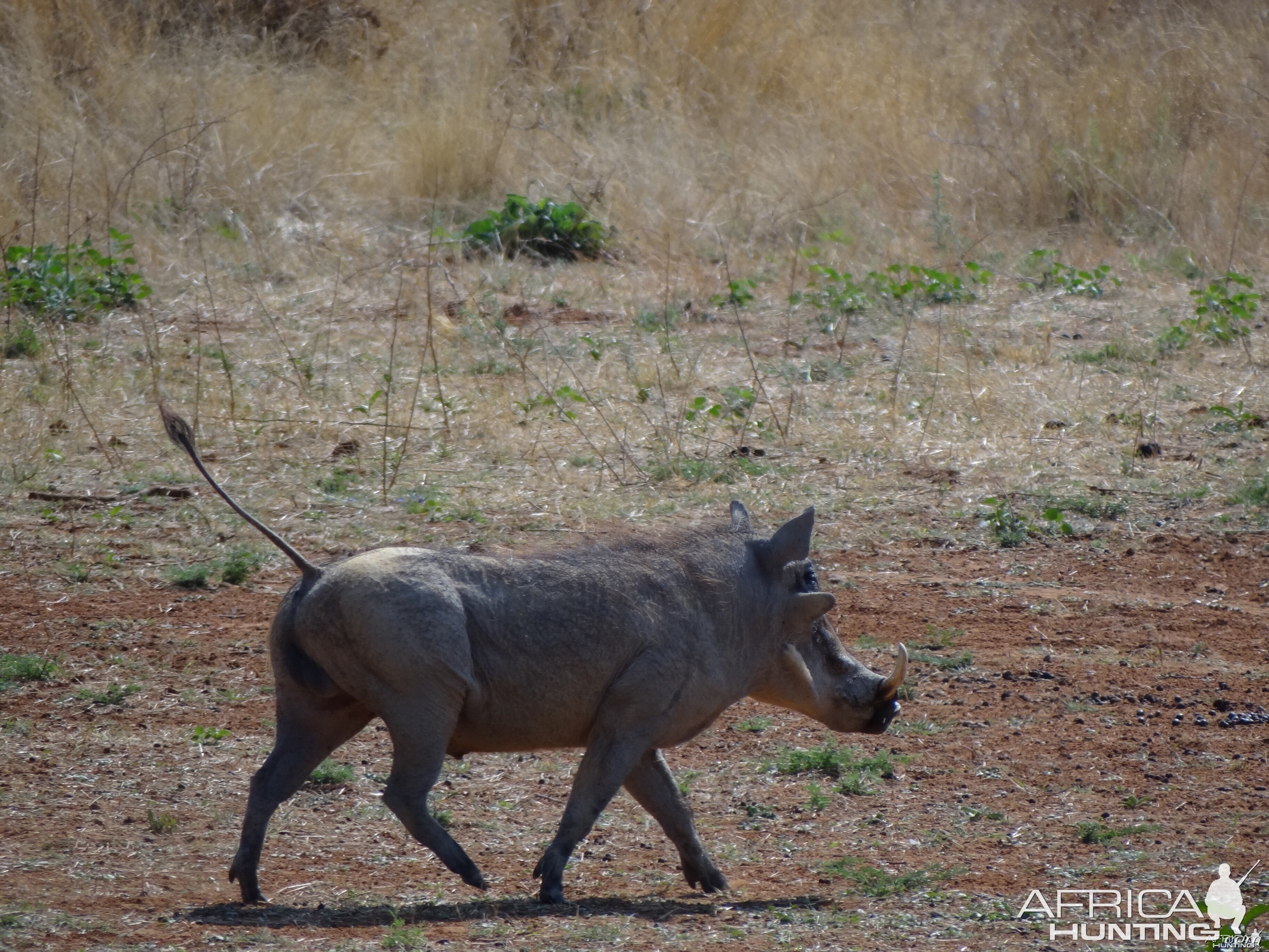 Warthog Namibia