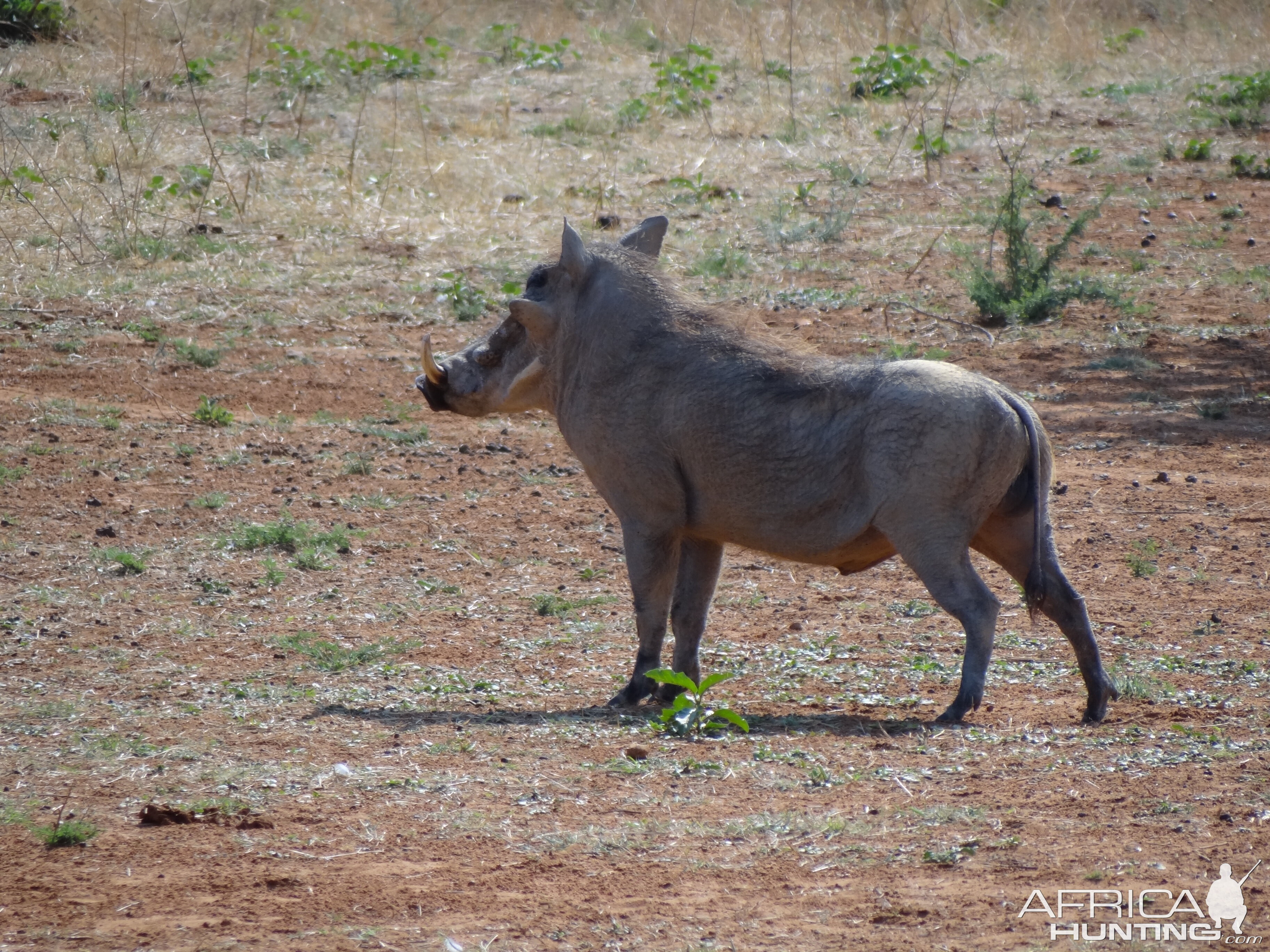 Warthog Namibia