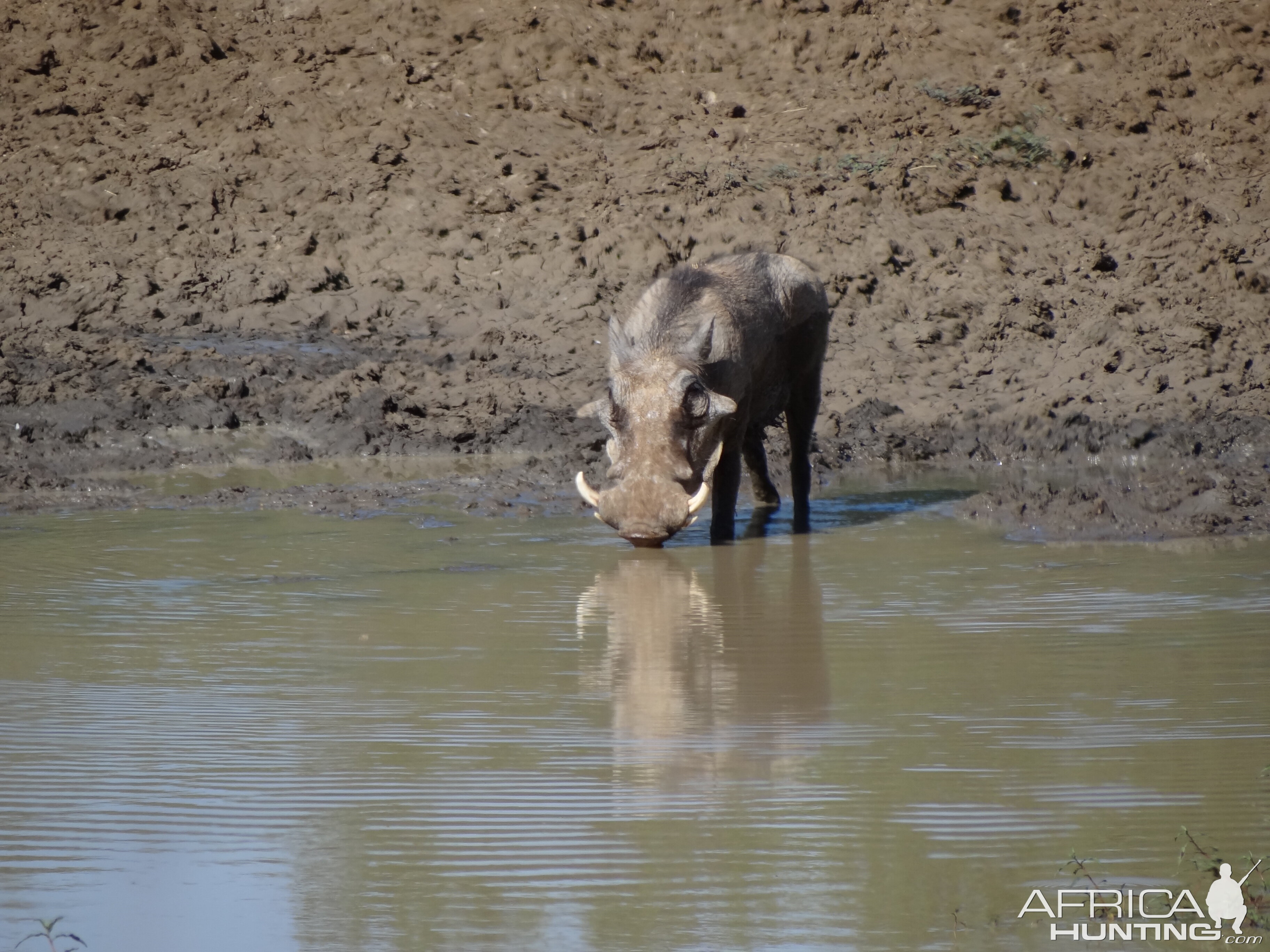 Warthog Namibia