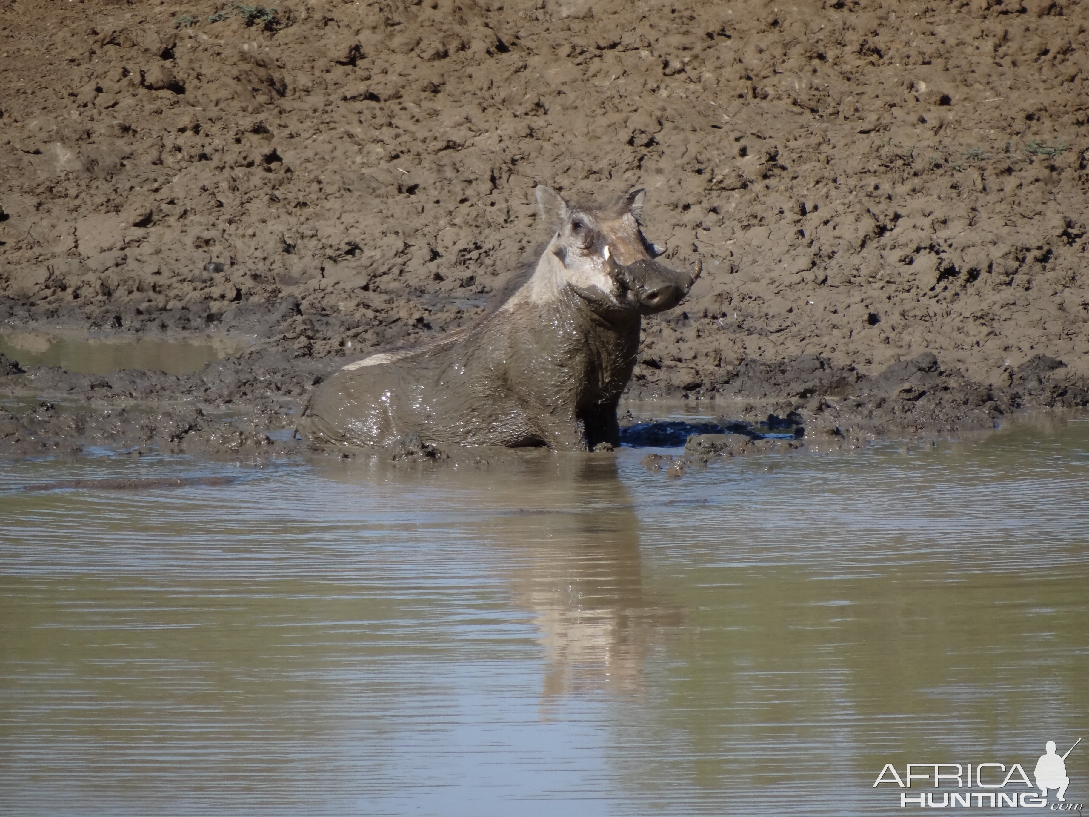 Warthog Namibia