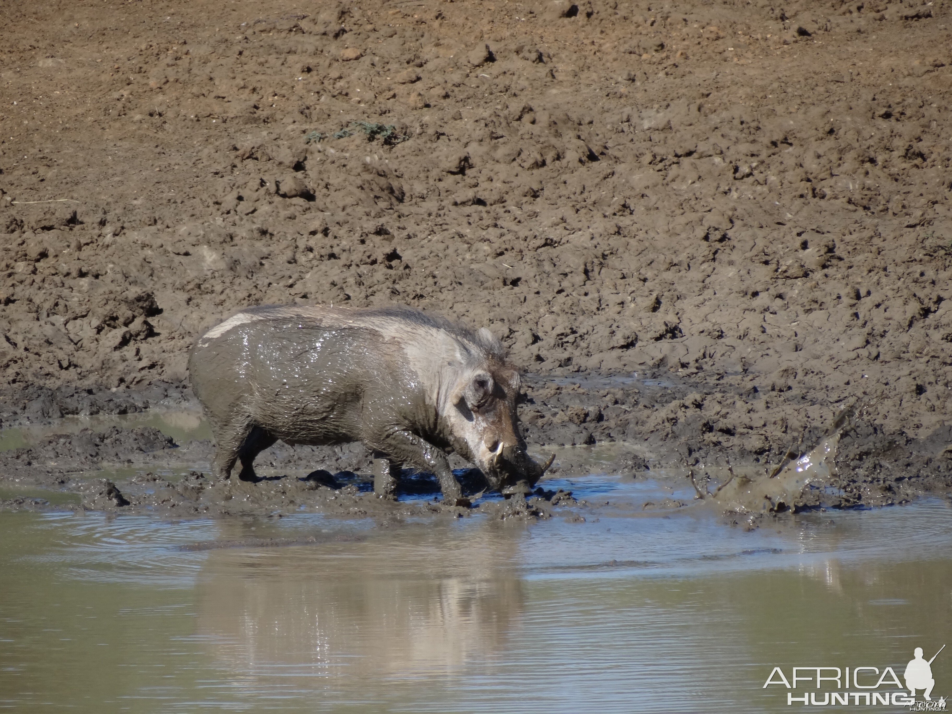 Warthog Namibia