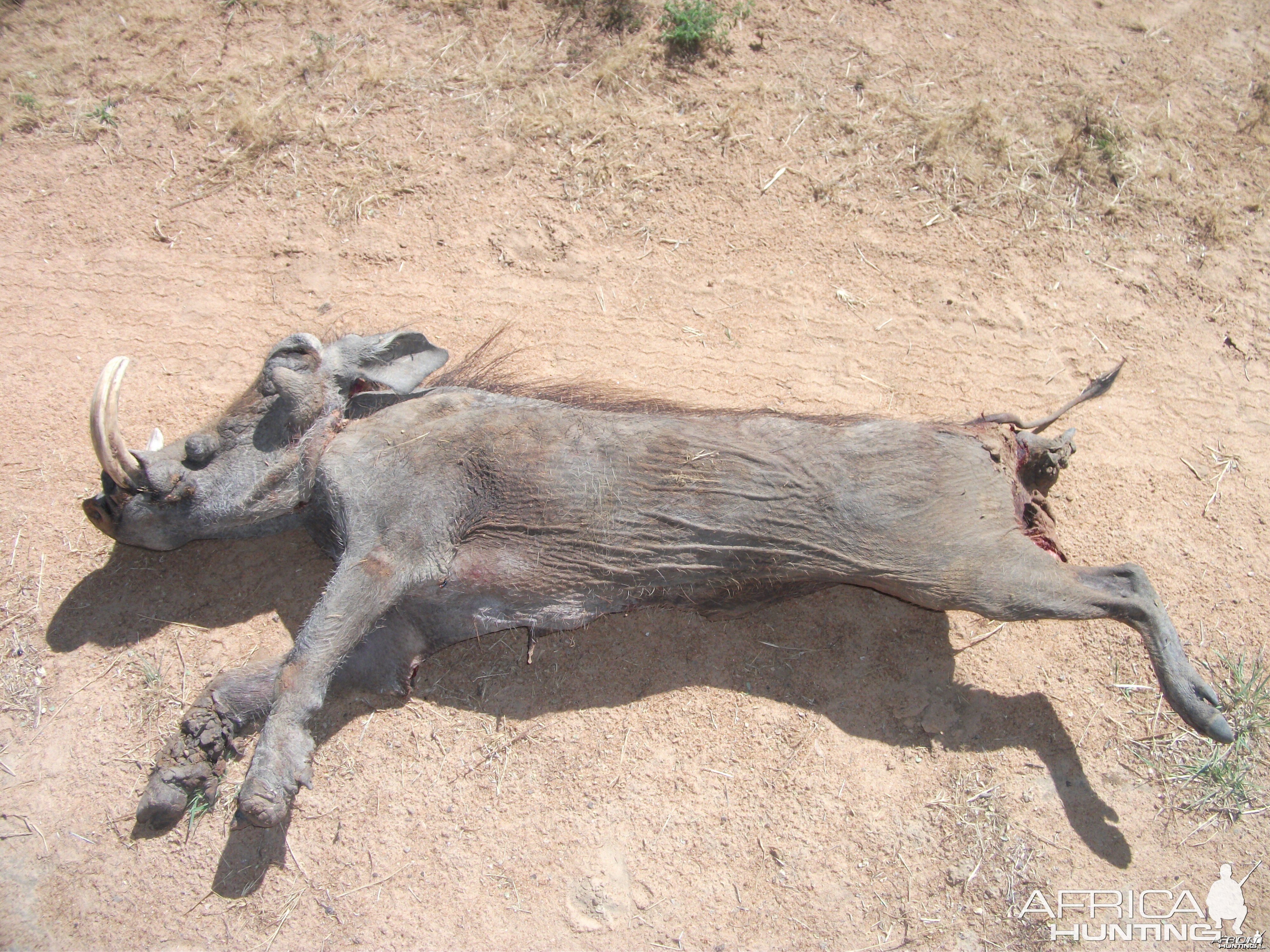 Warthog Namibia