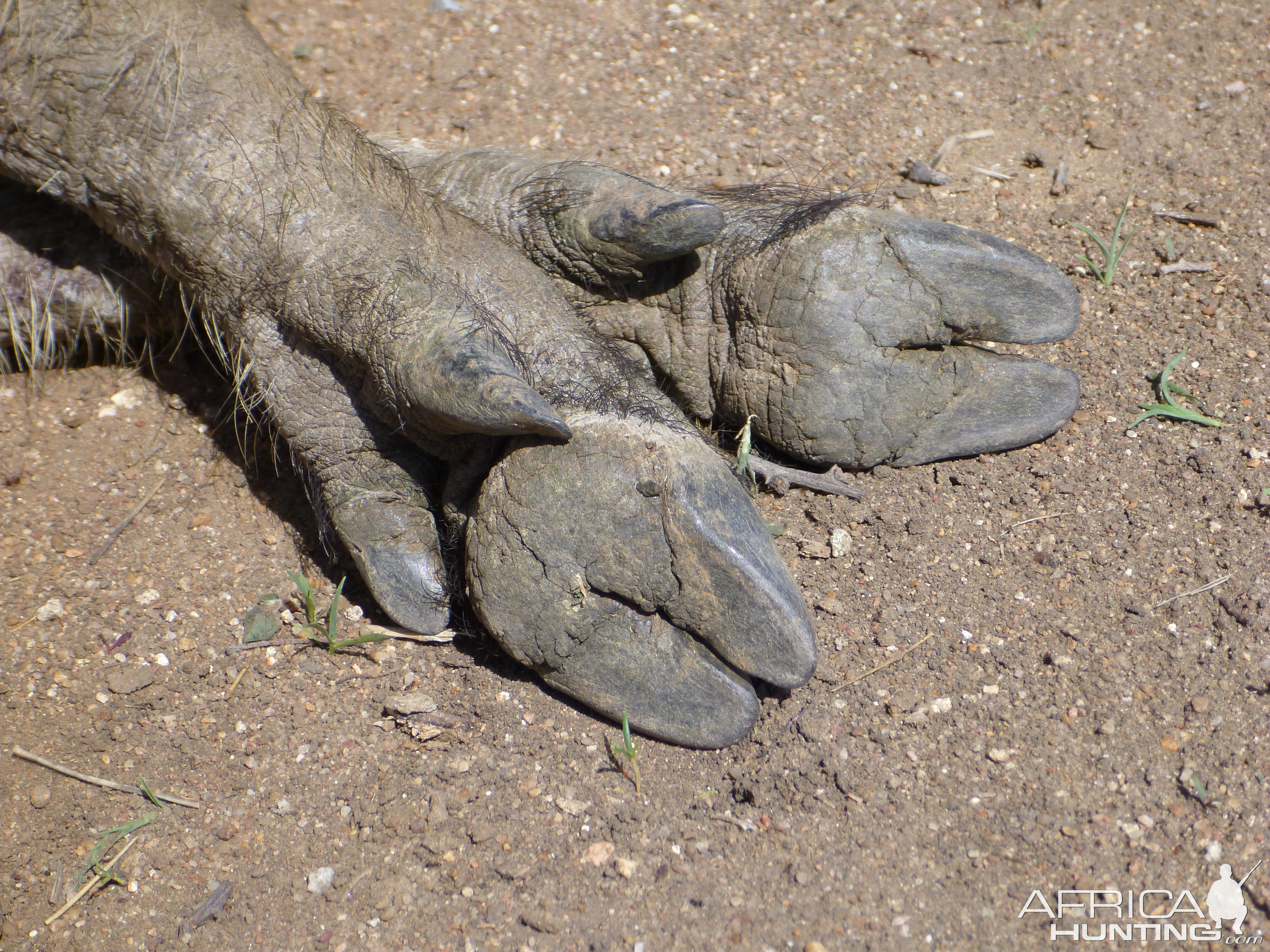 Warthog Namibia