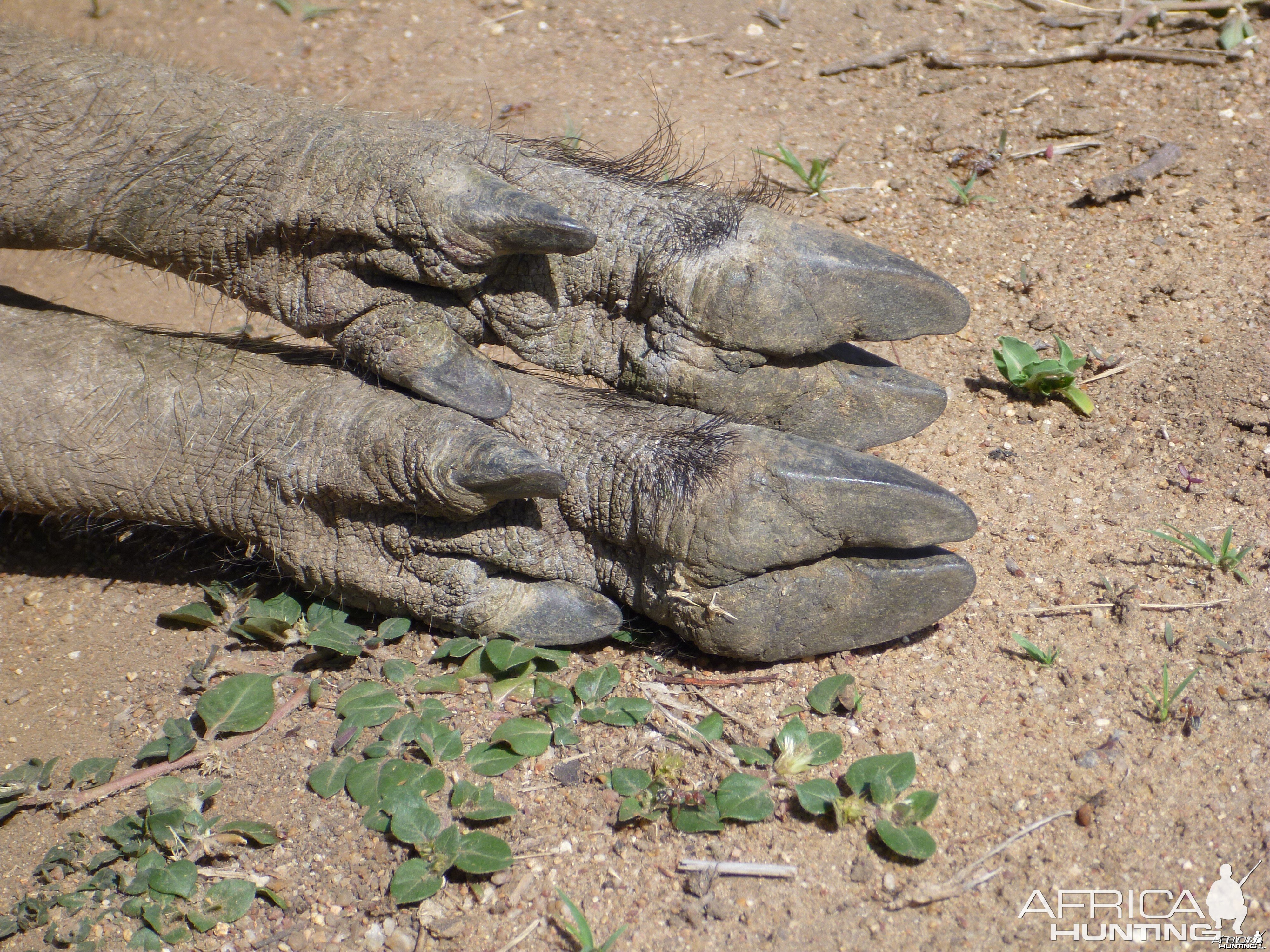 Warthog Namibia