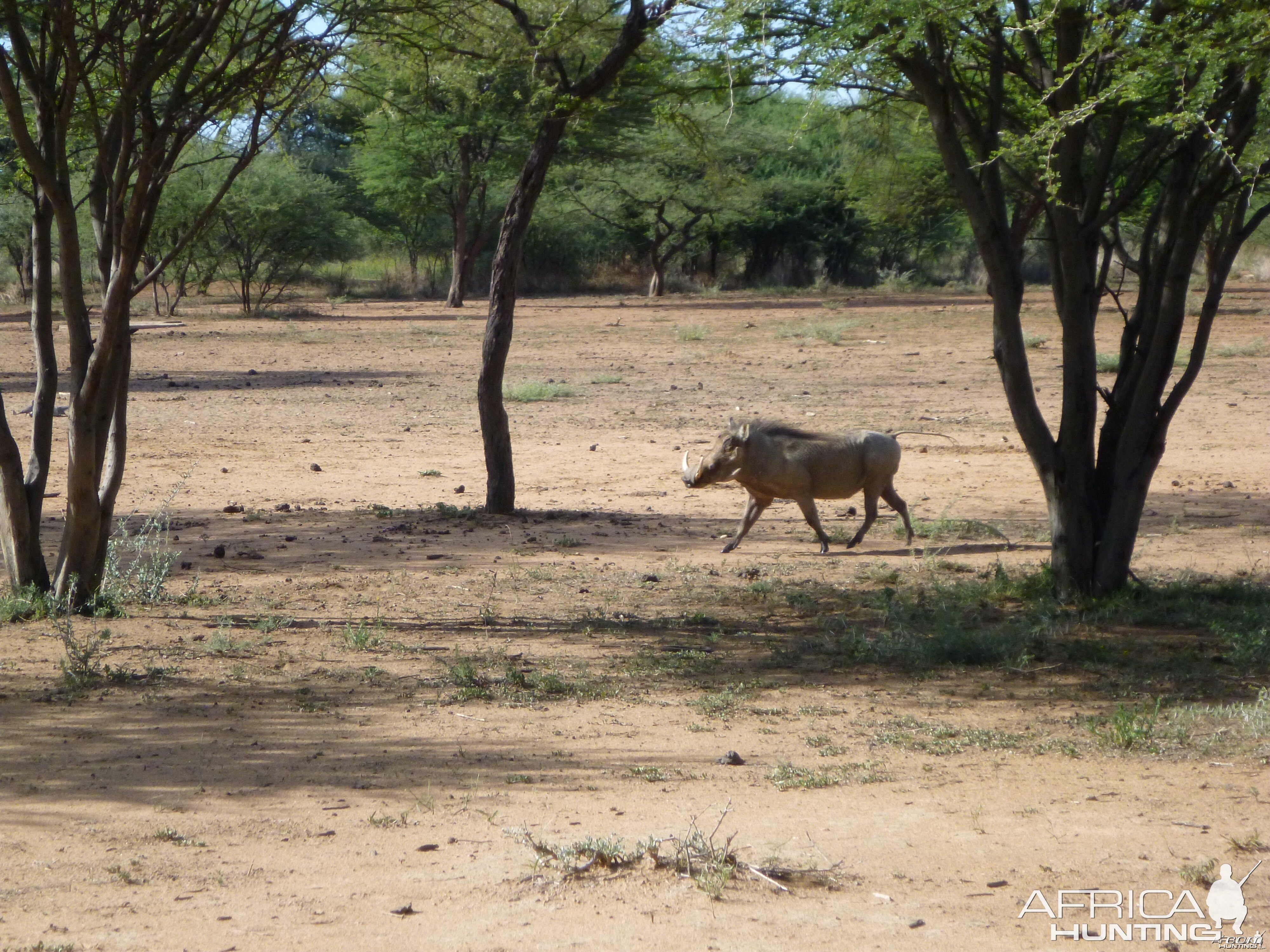 Warthog Namibia