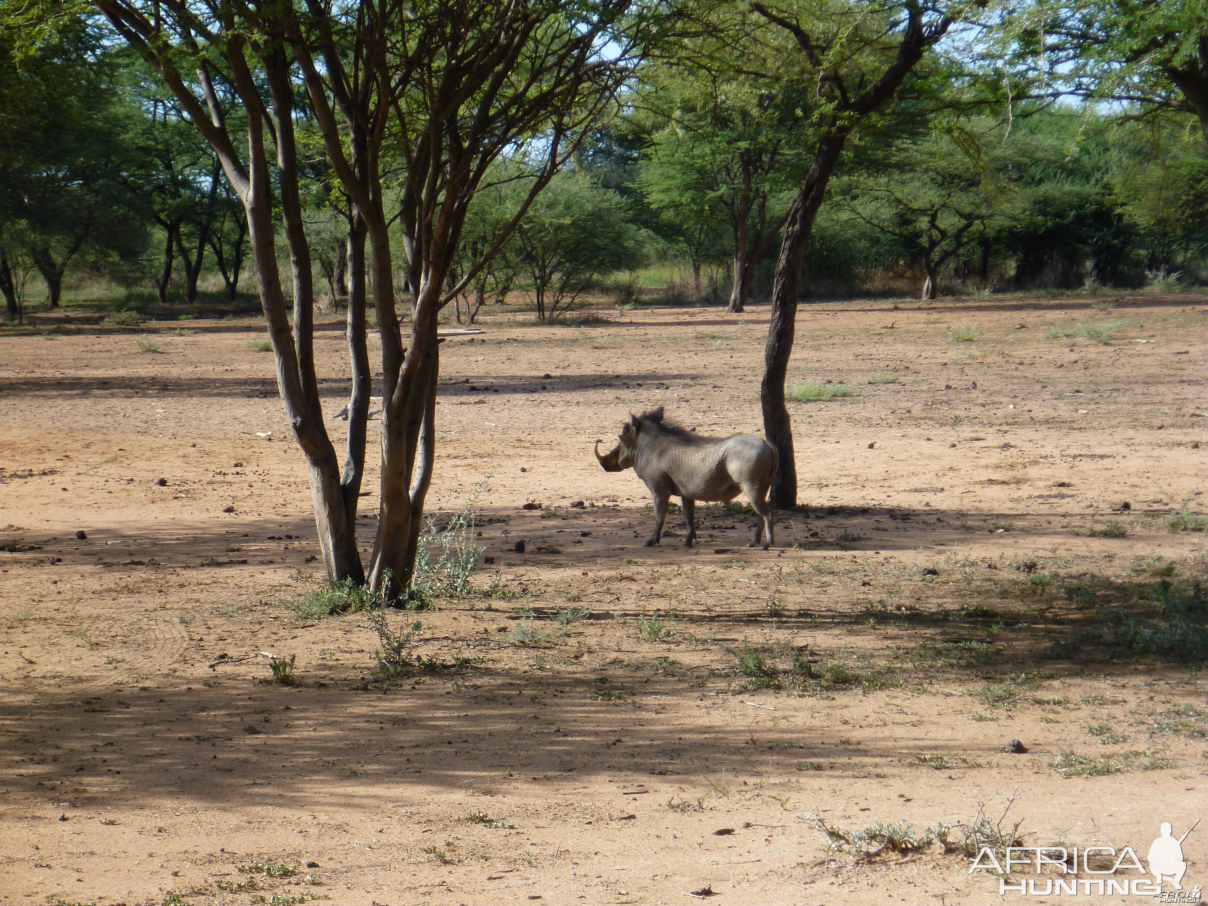 Warthog Namibia