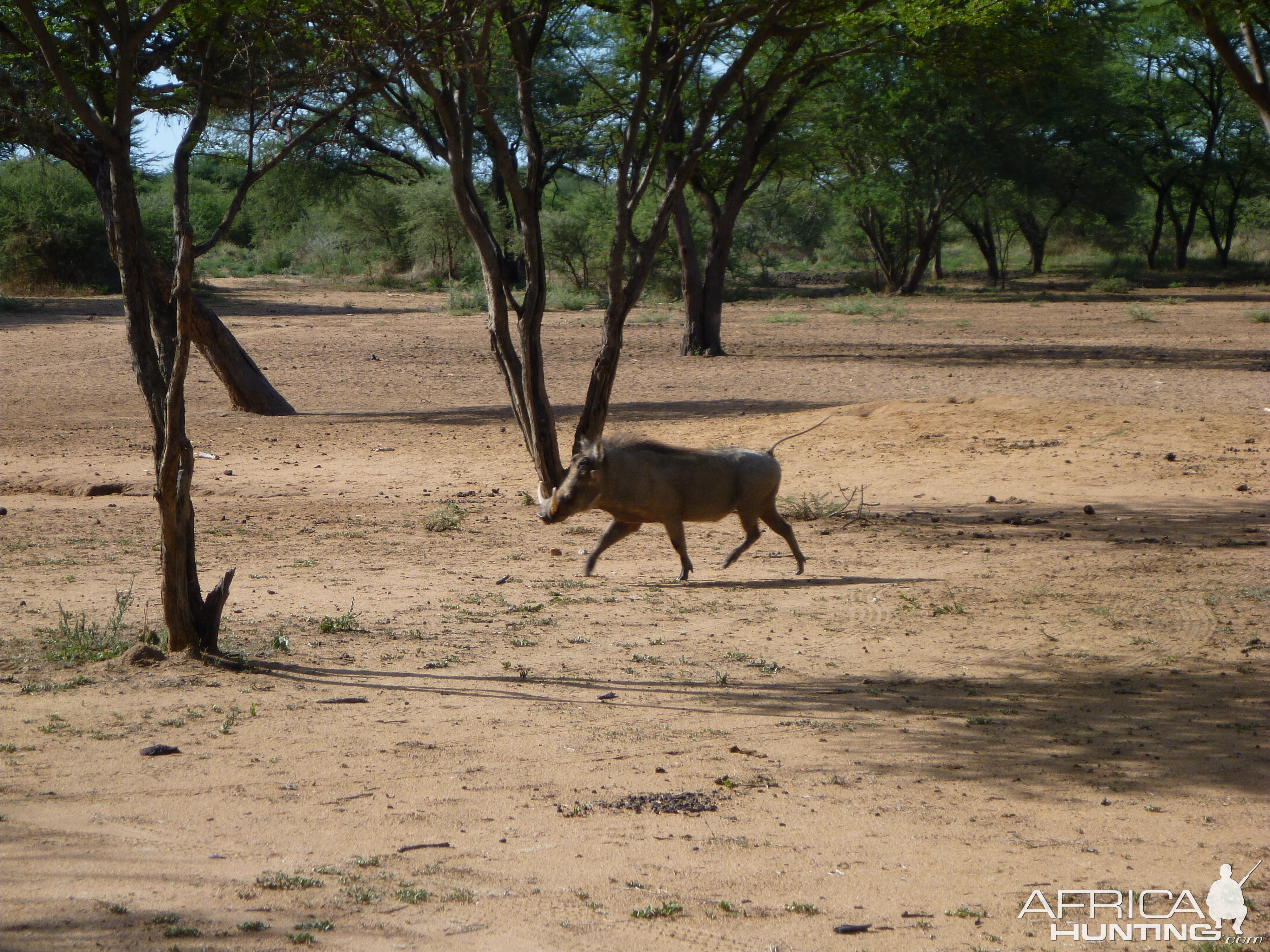 Warthog Namibia