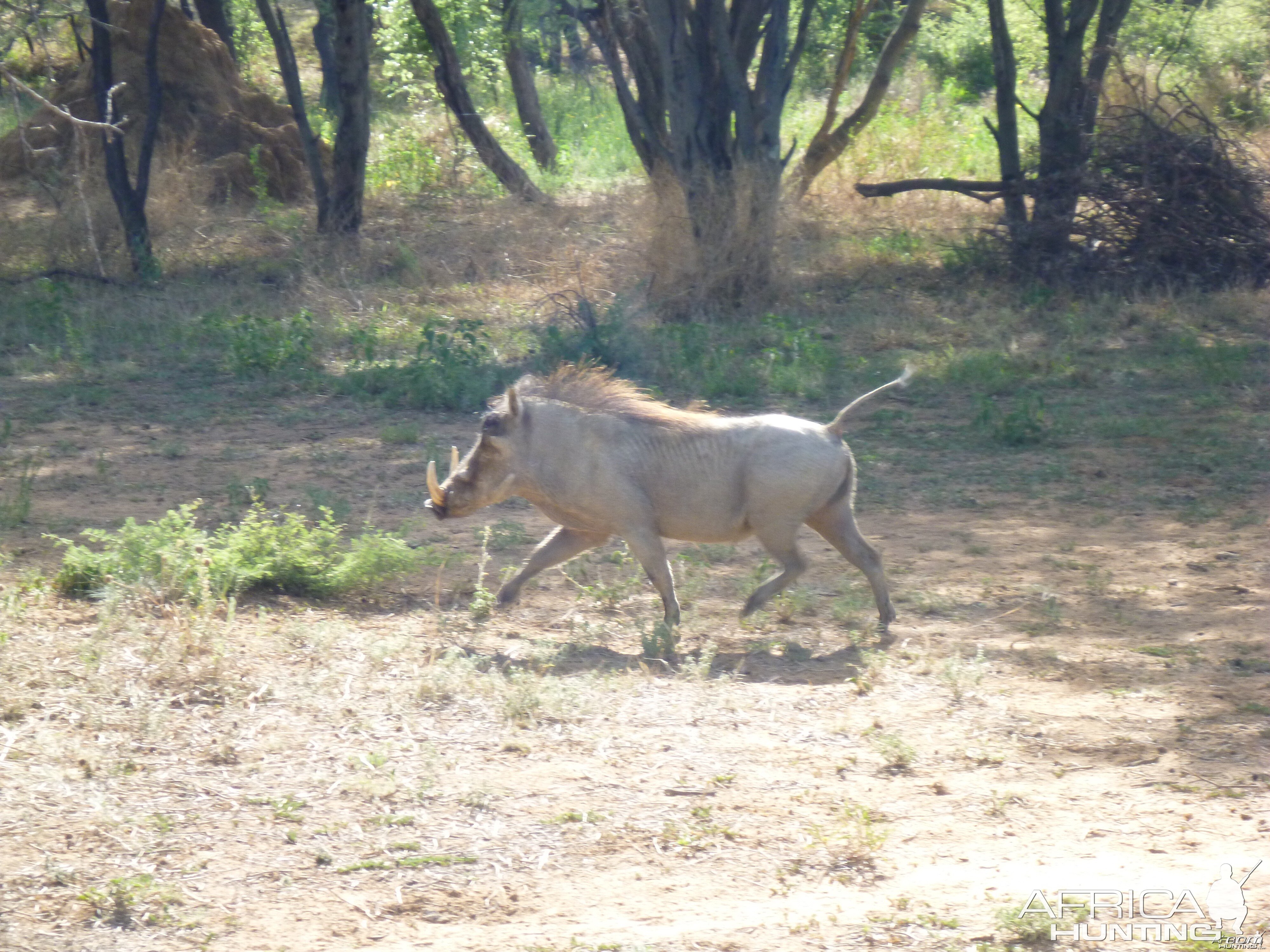 Warthog Namibia