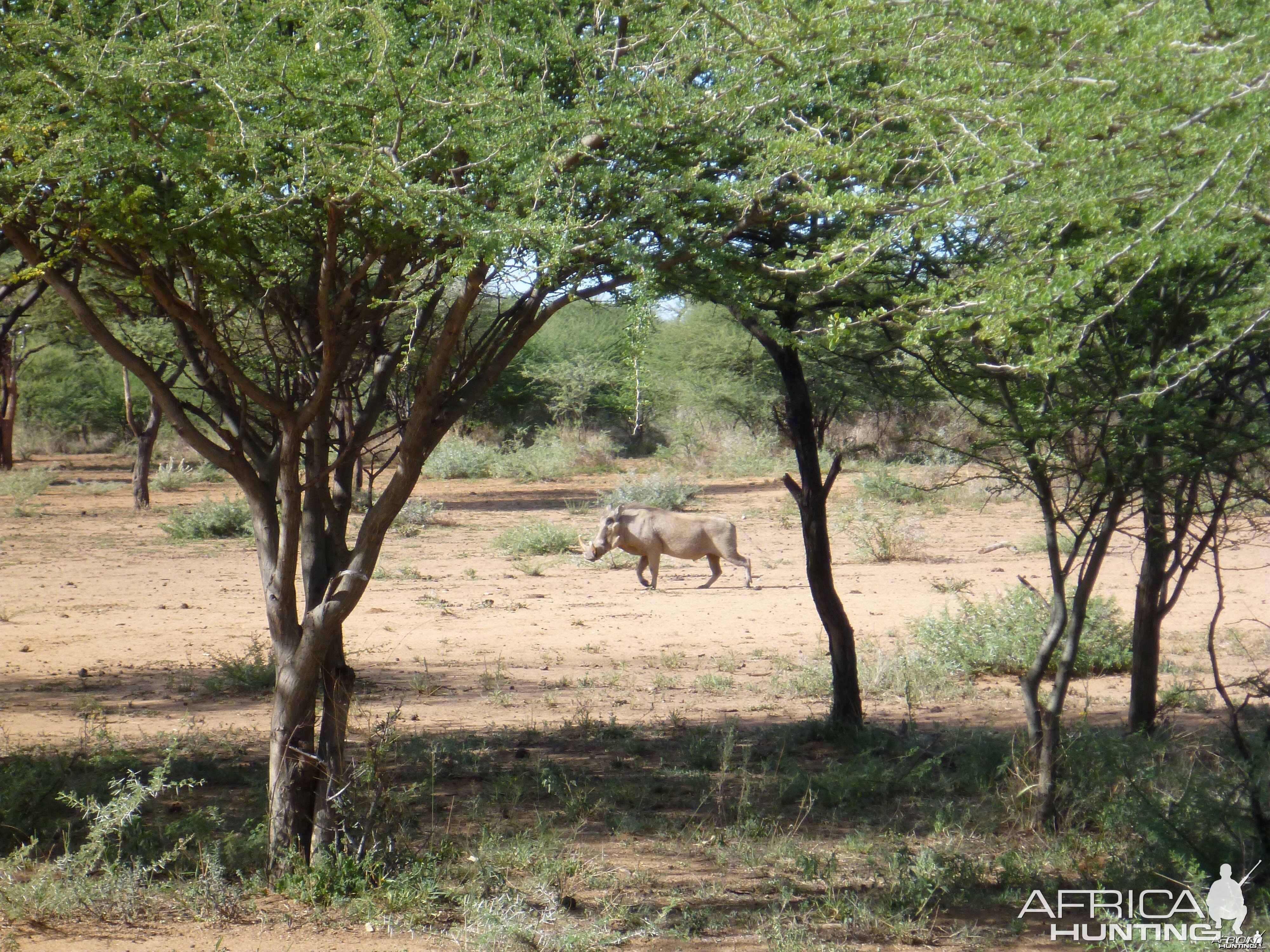 Warthog Namibia