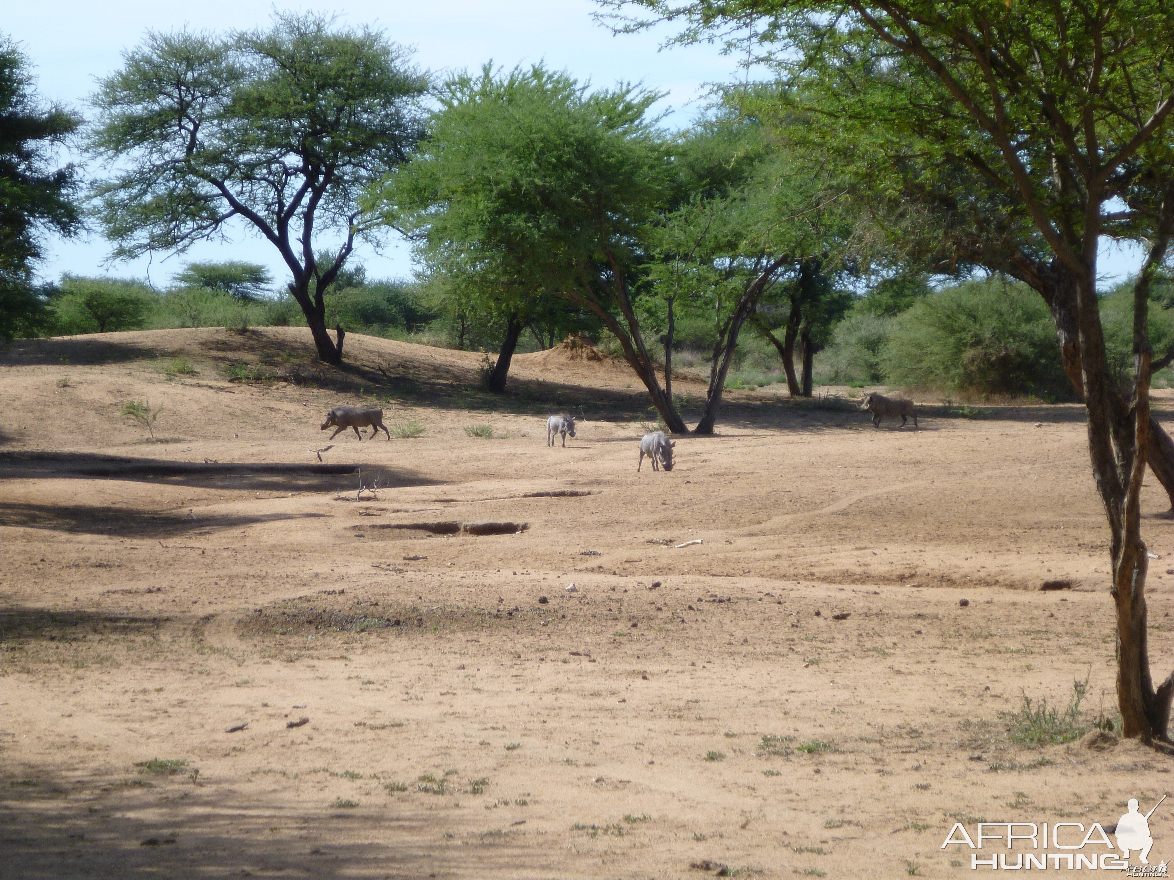 Warthog Namibia