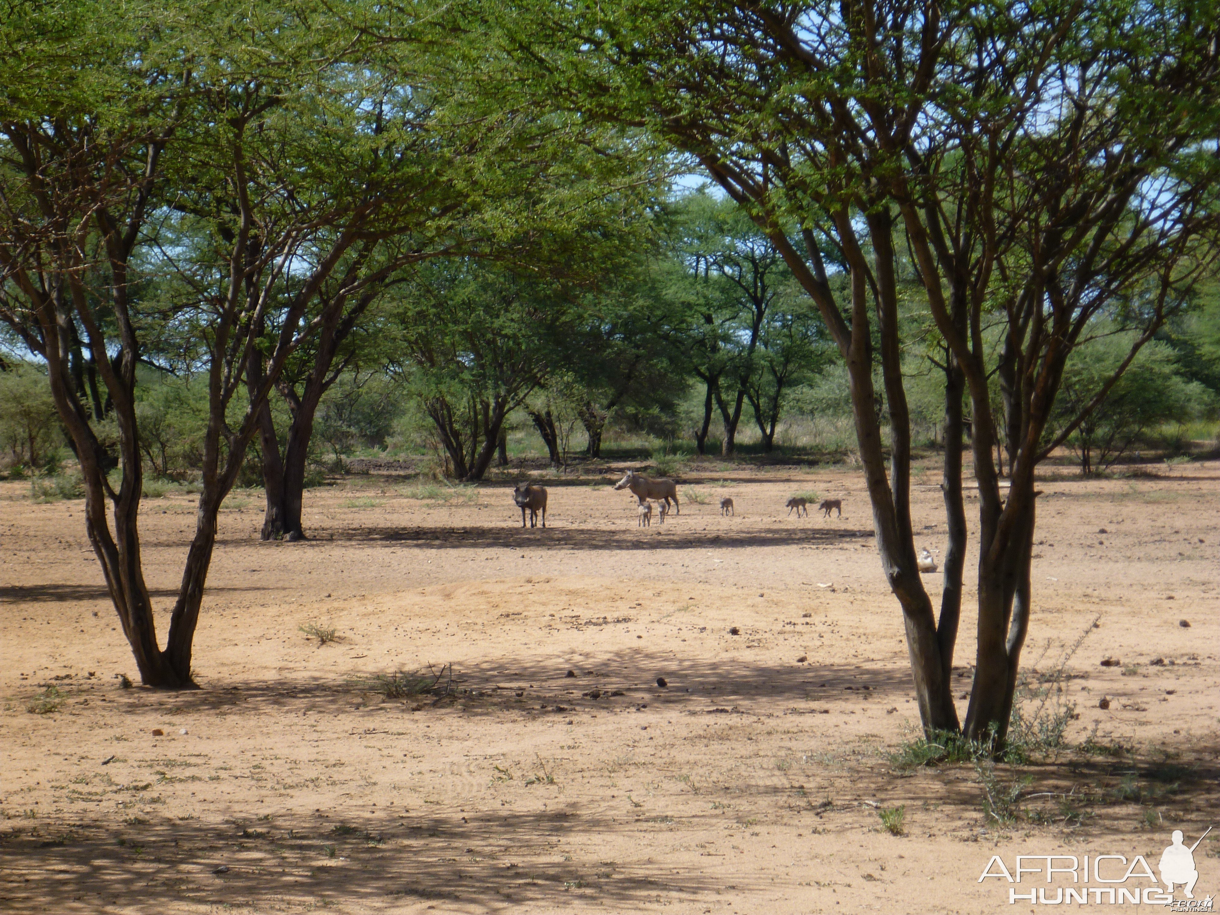 Warthog Namibia