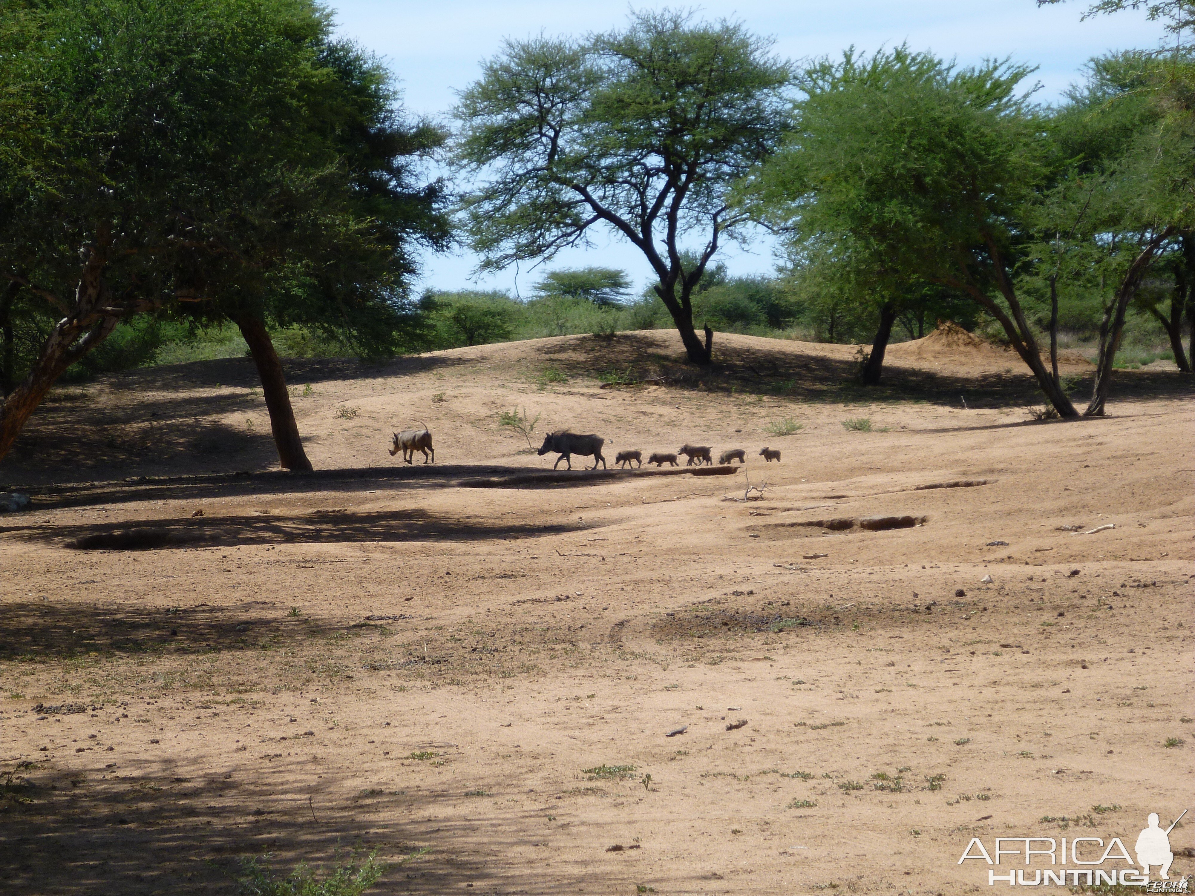 Warthog Namibia