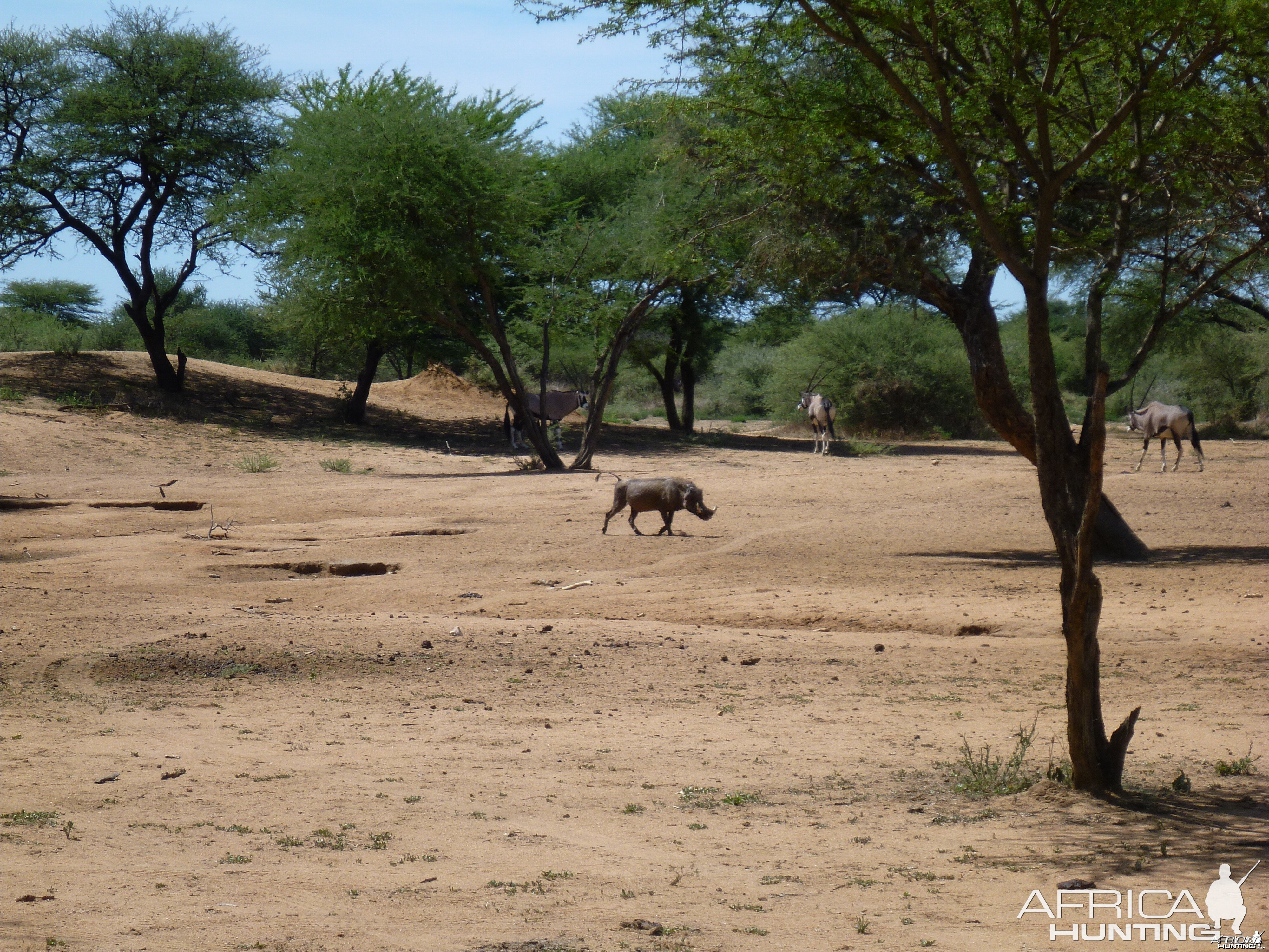 Warthog Namibia