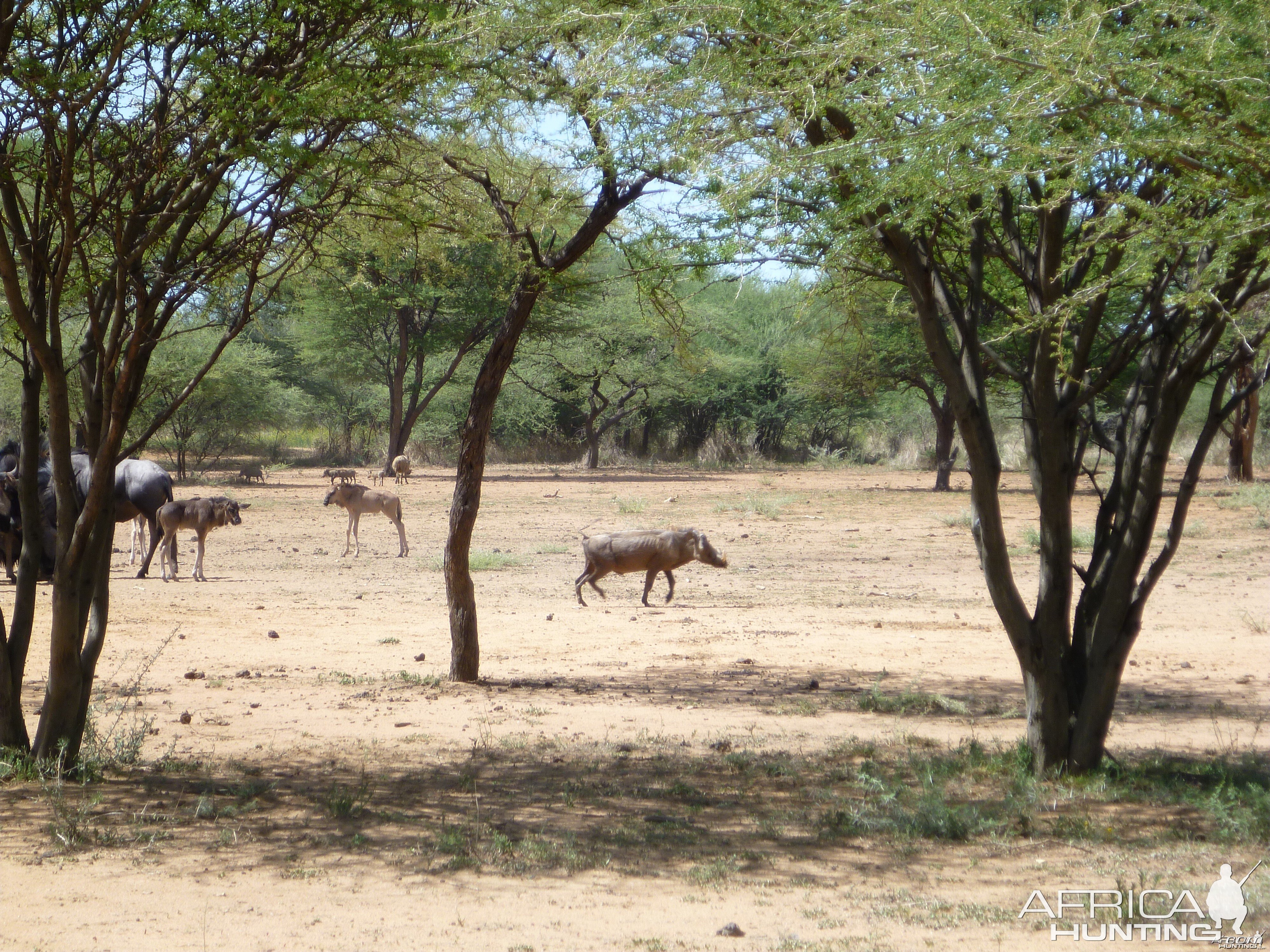 Warthog Namibia